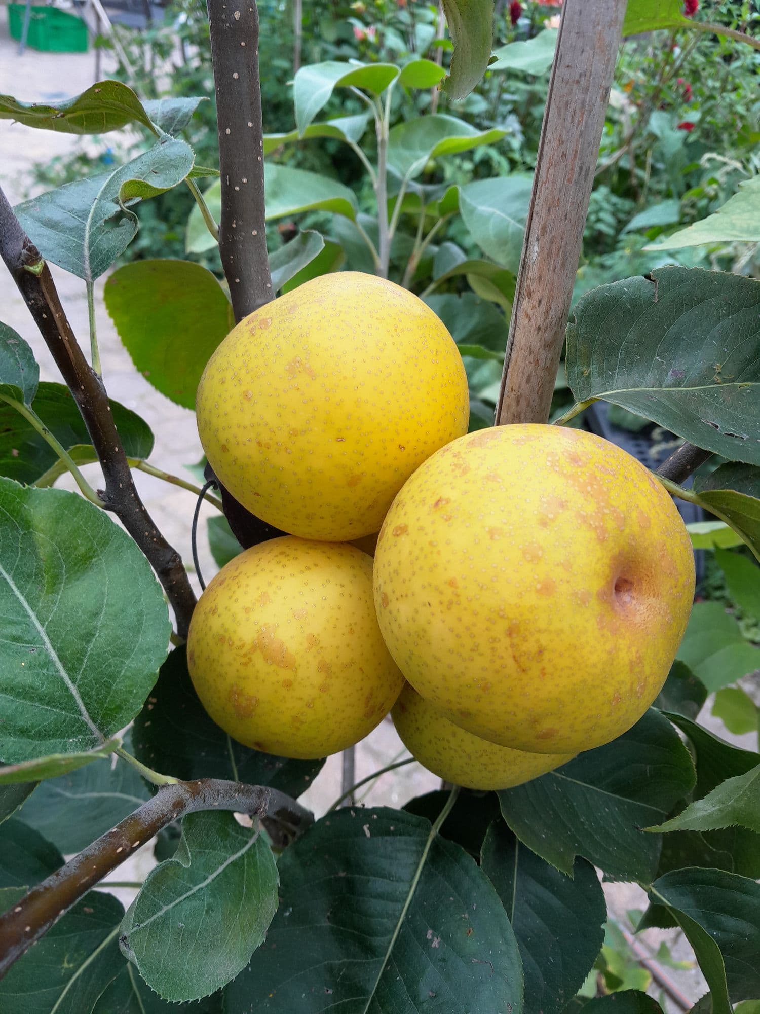 Nashipeer, Pyrus pyrifolia 'Naddel'