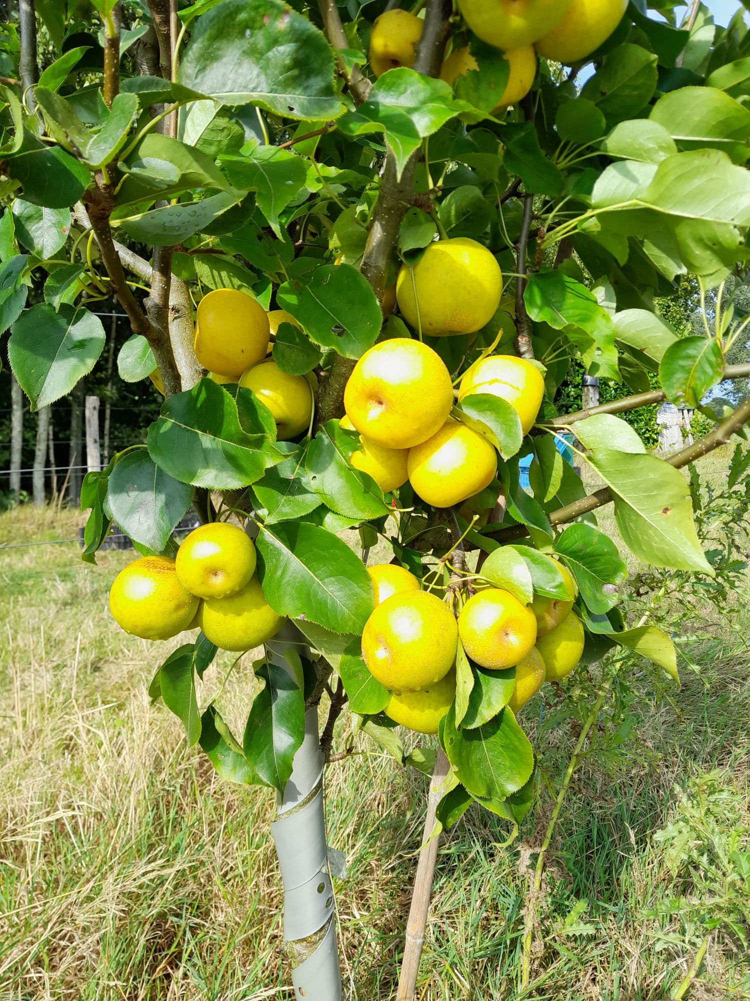 Nashipeer Pyrus pyrifolia 'Nijiseiki ( zelfbestuiver!) spil in 3Lpot