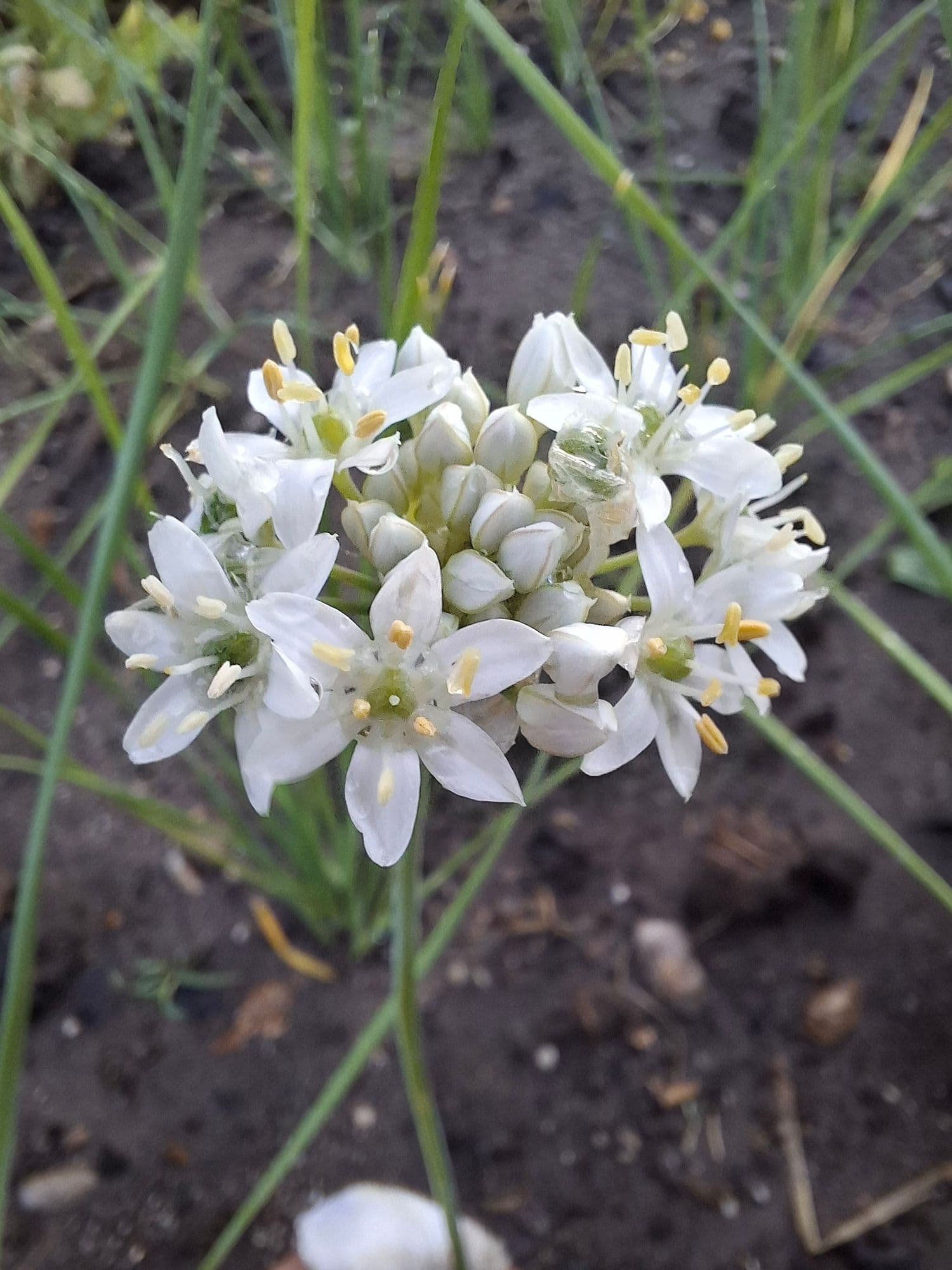 Russische look, Allium stipitatum