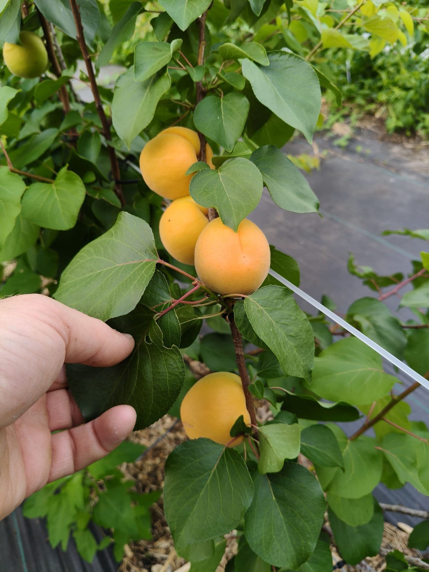 1 Abrikoos, Prunus armeniaca Soledano