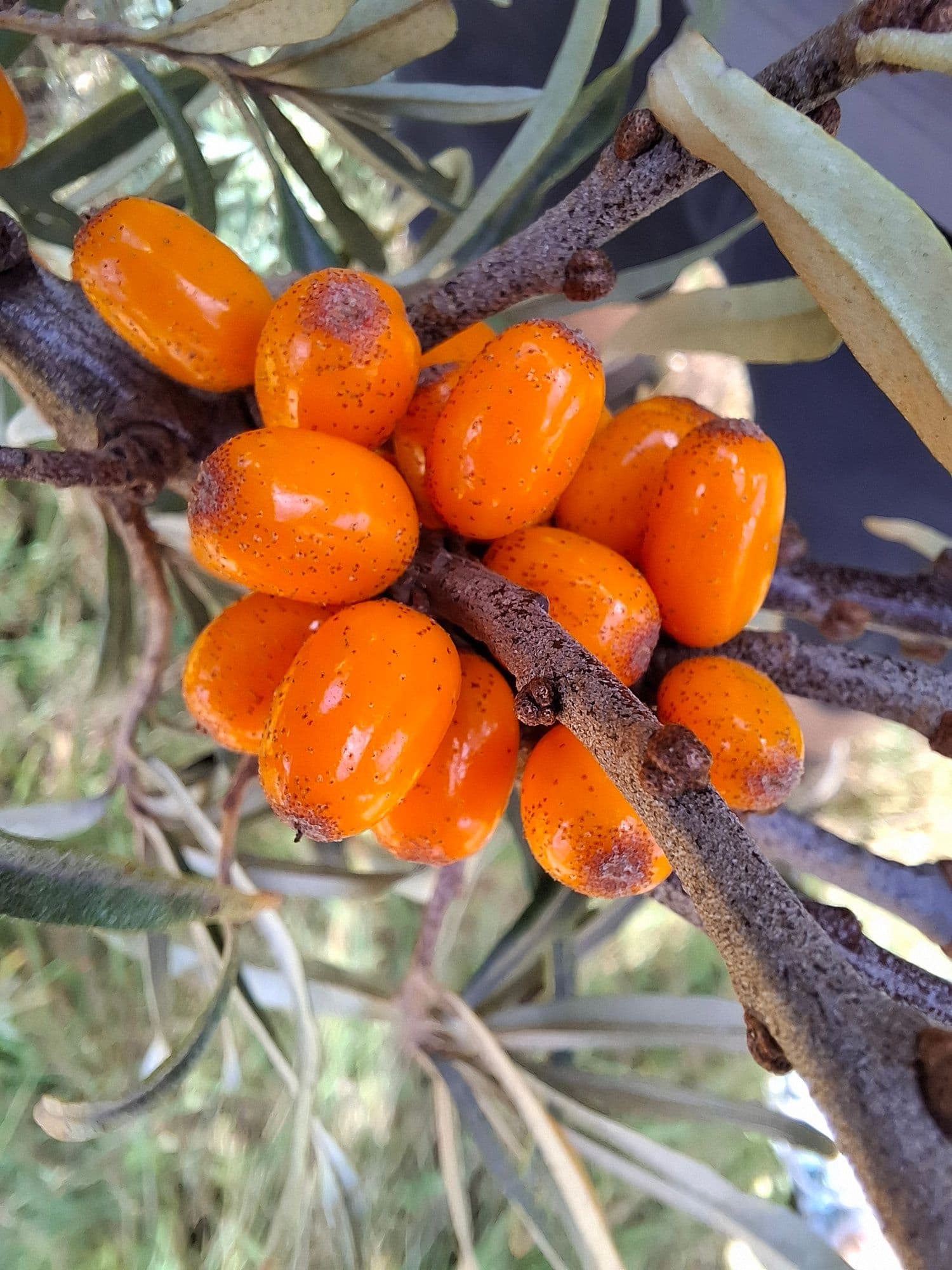 Duindoorn, Hippophae rham. ‘SIROLA’ ®