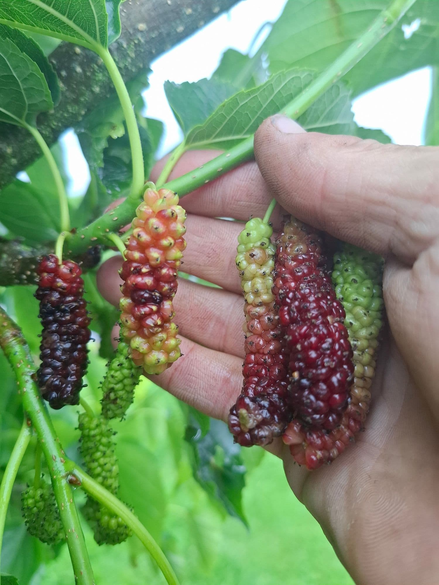 Himalayamoerbei, Morus macroura 'Red Gift' NIEUW!!