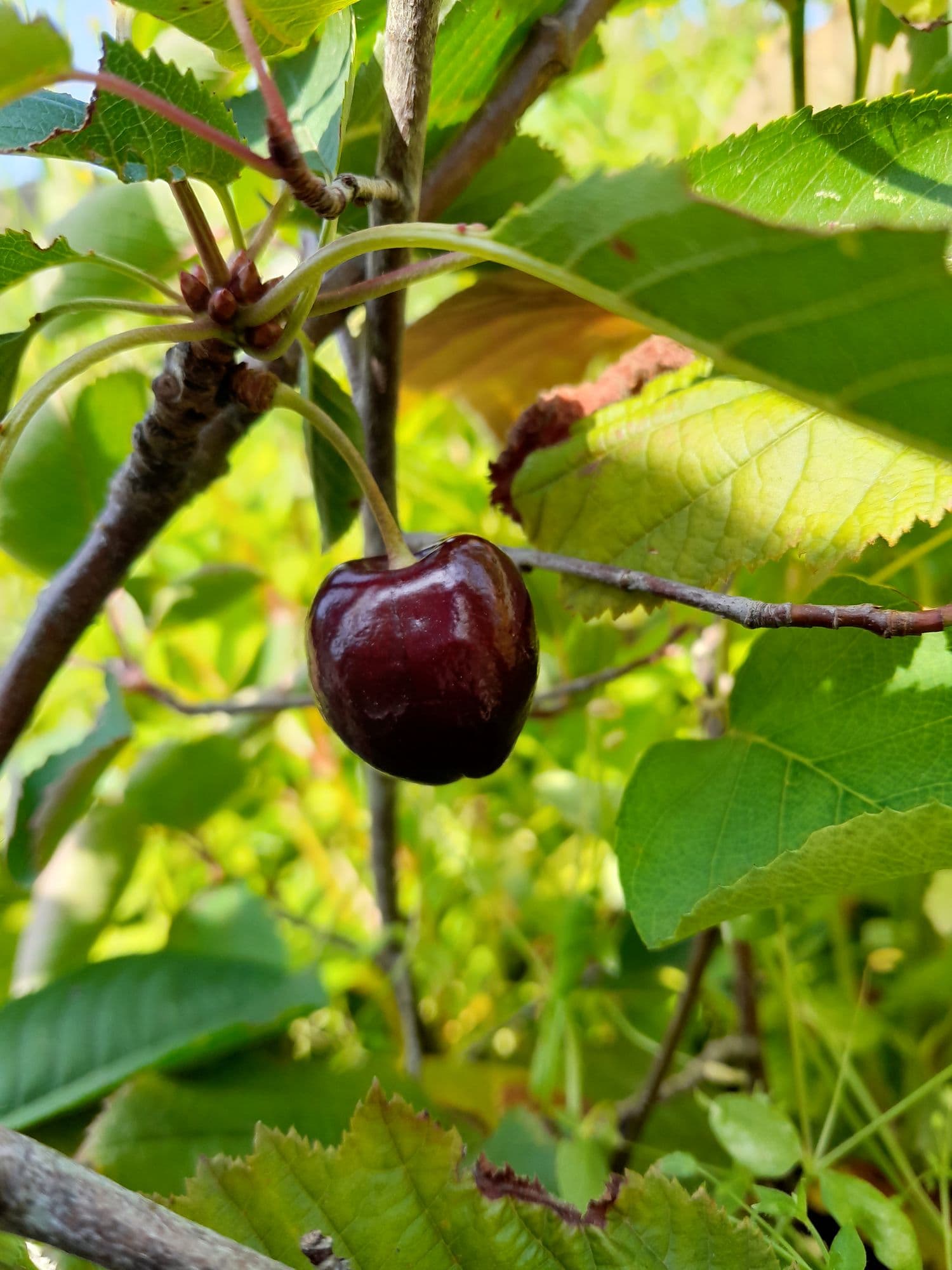 Zoete kers, Prunus avium 'Kordia' zelfbestuiver