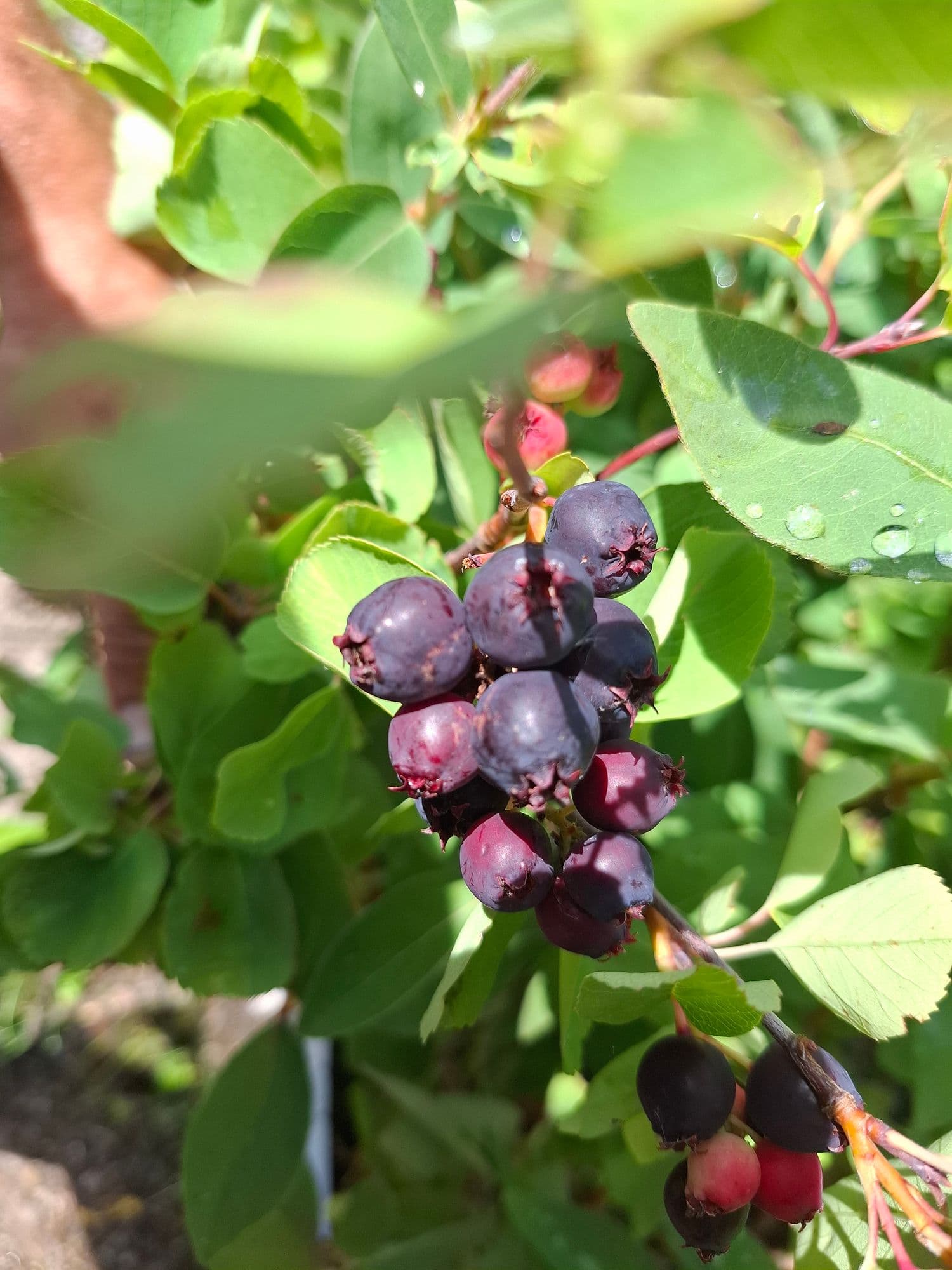 Grootvruchtige krent Amelanchier alnifolia 'Thiessen'