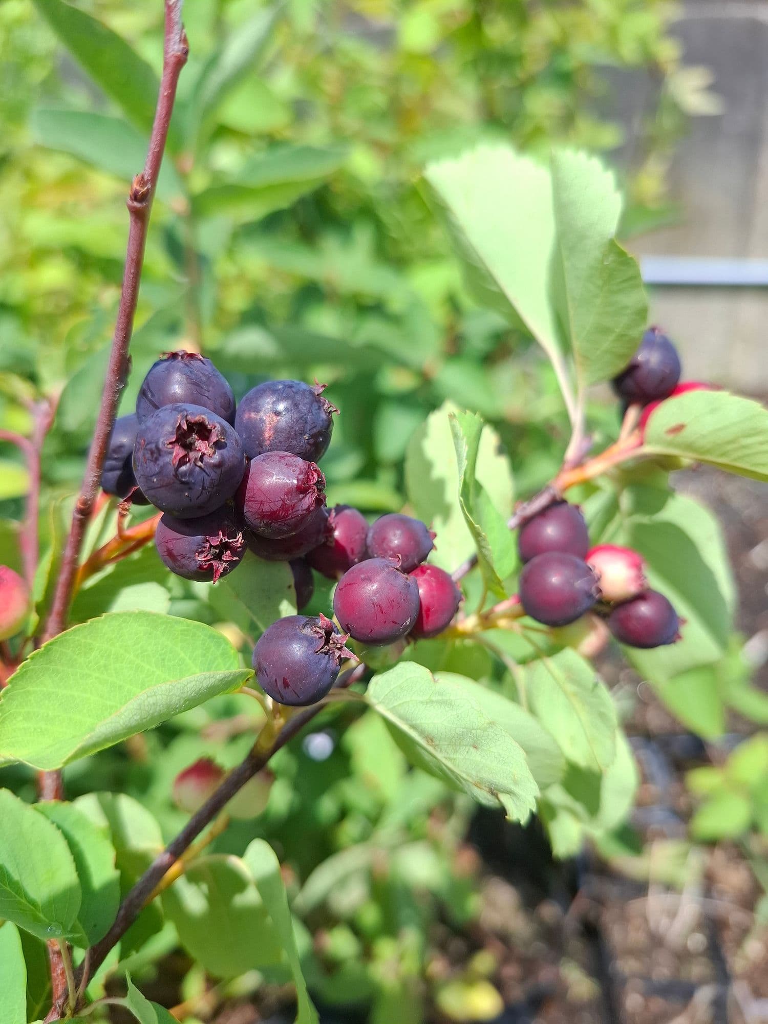 Grootvruchtige krent, Amelanchier aln. 'Northline' planten in 12cmpot