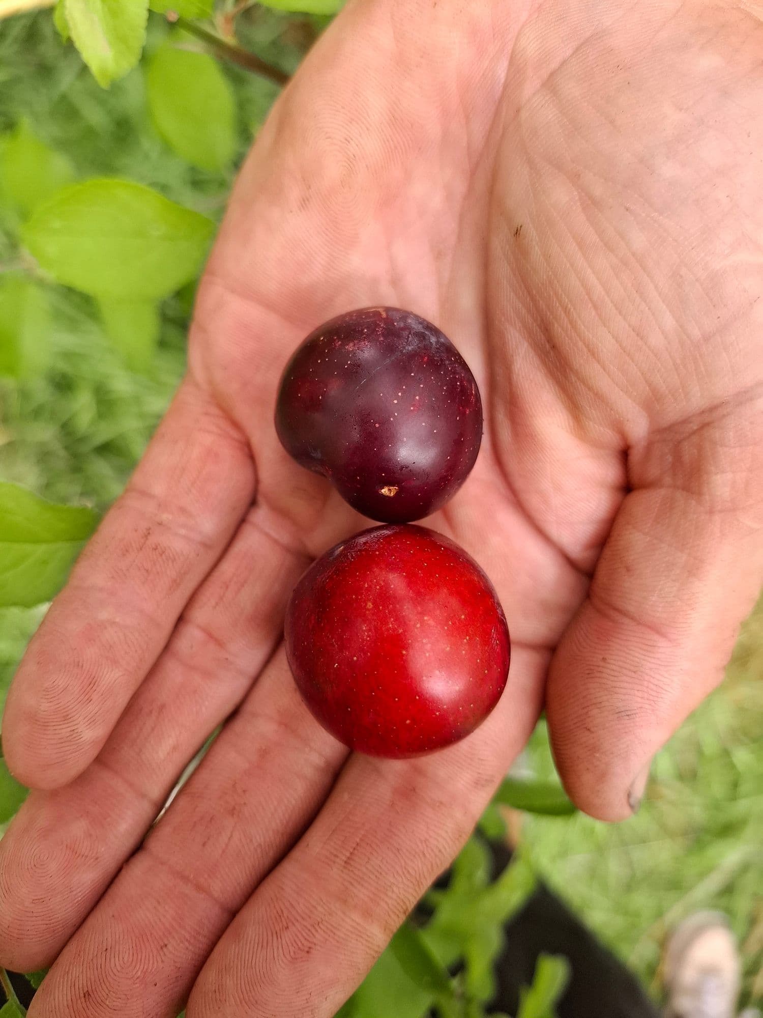 Siberische Pruim, Prunus x hybrid 'Sverkhrannaya'