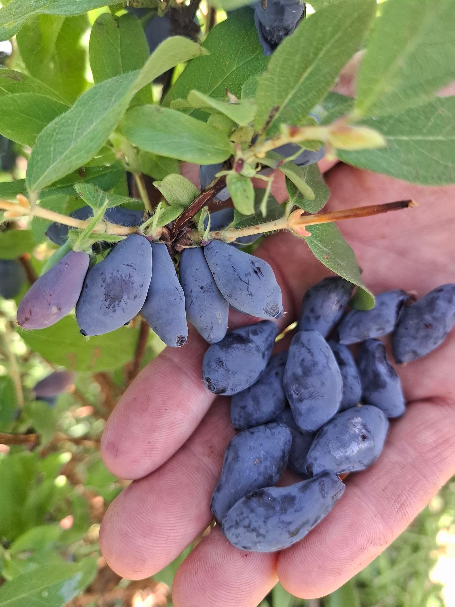 Honingbes, Lonicera caerulea Boreal 'Blizzard'