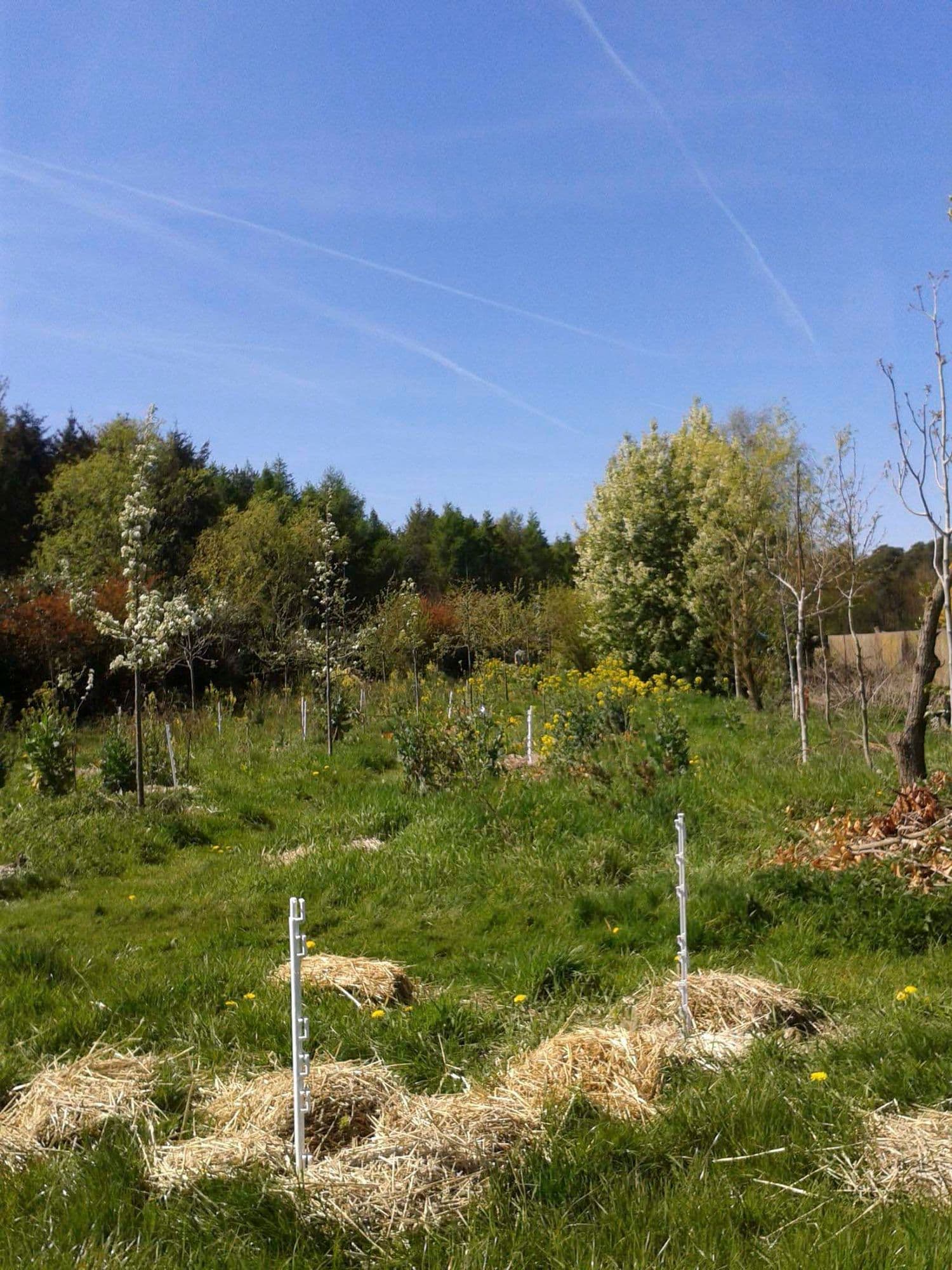 Bio-Aanplant/bodemverbeteraar
