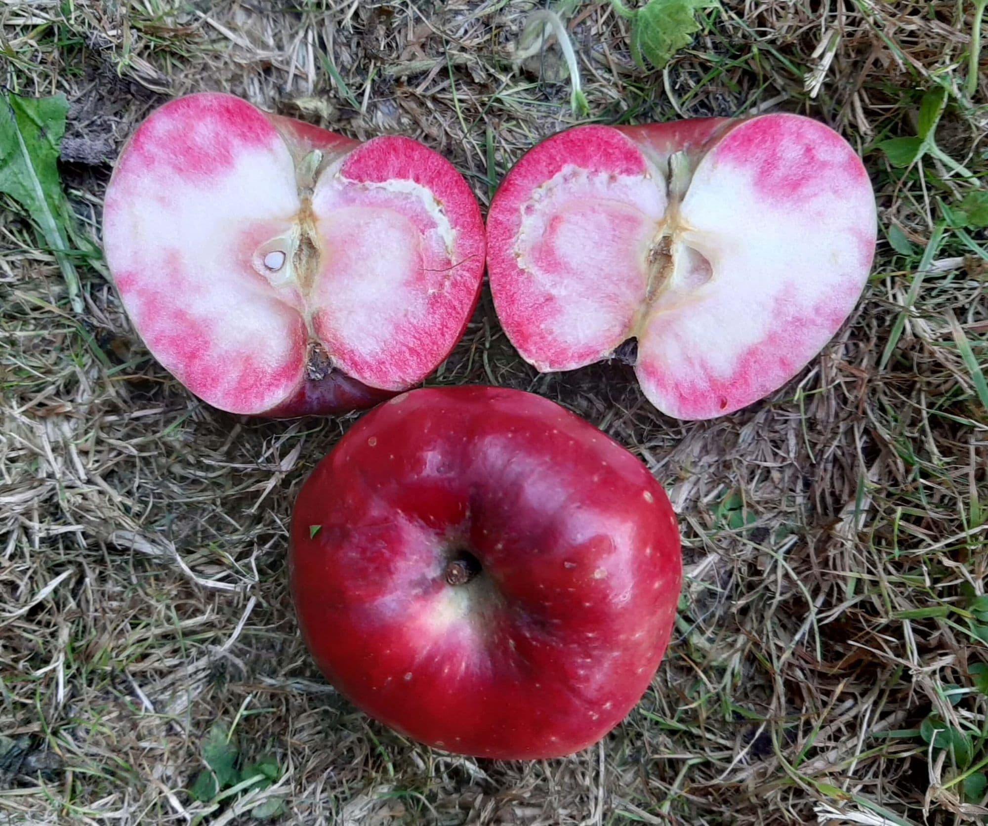 Roodvlezige appel, Malus 'Dries'