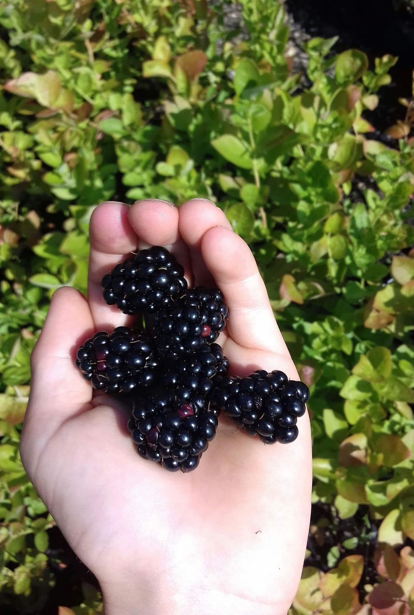1 Doornloze Braam, Rubus 'Triple Crown'