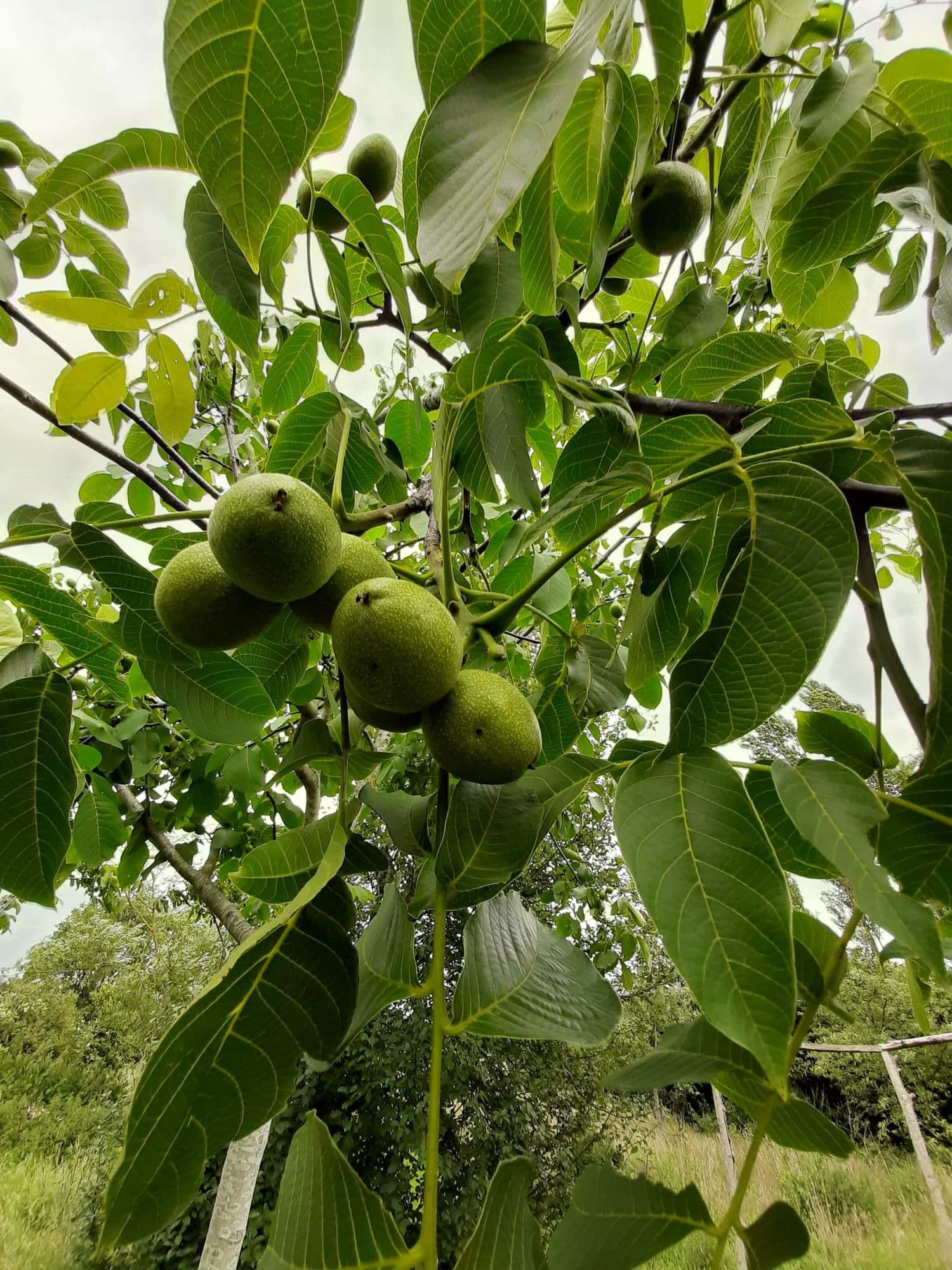 Zaailing Walnotenboom 5 jarig