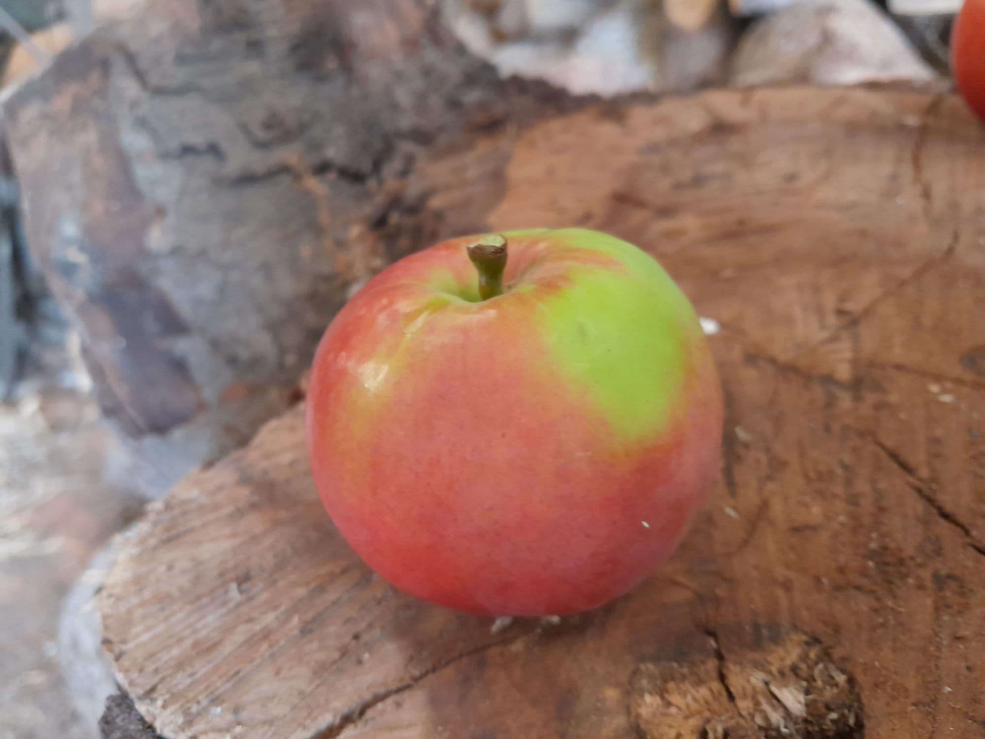 Vroege Handappel, Zelfbestuiver, Malus dom.'Zigeunerin