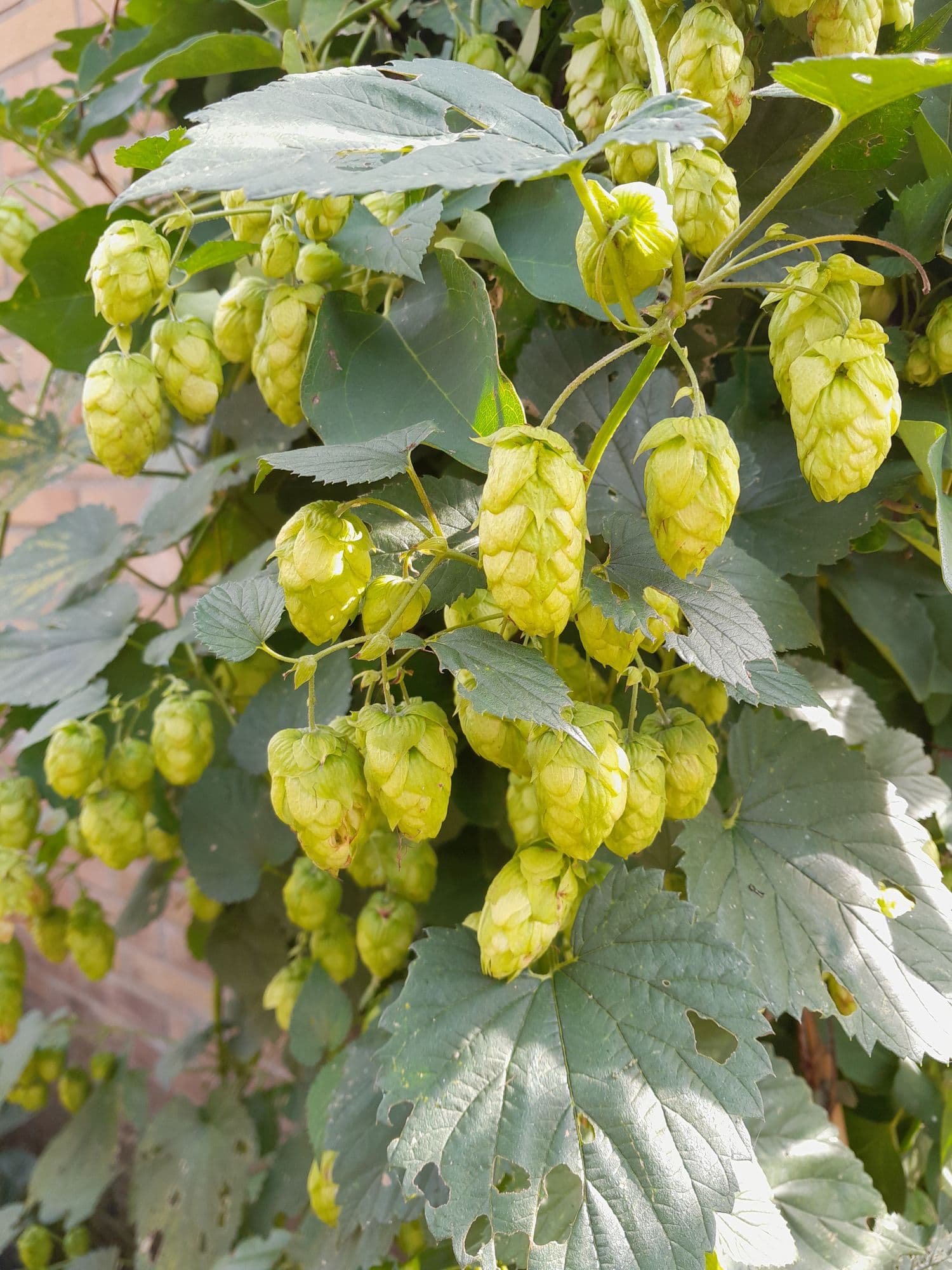 Hop Humulus 'Cascade' Vrouwelijke planten in 2Lpot