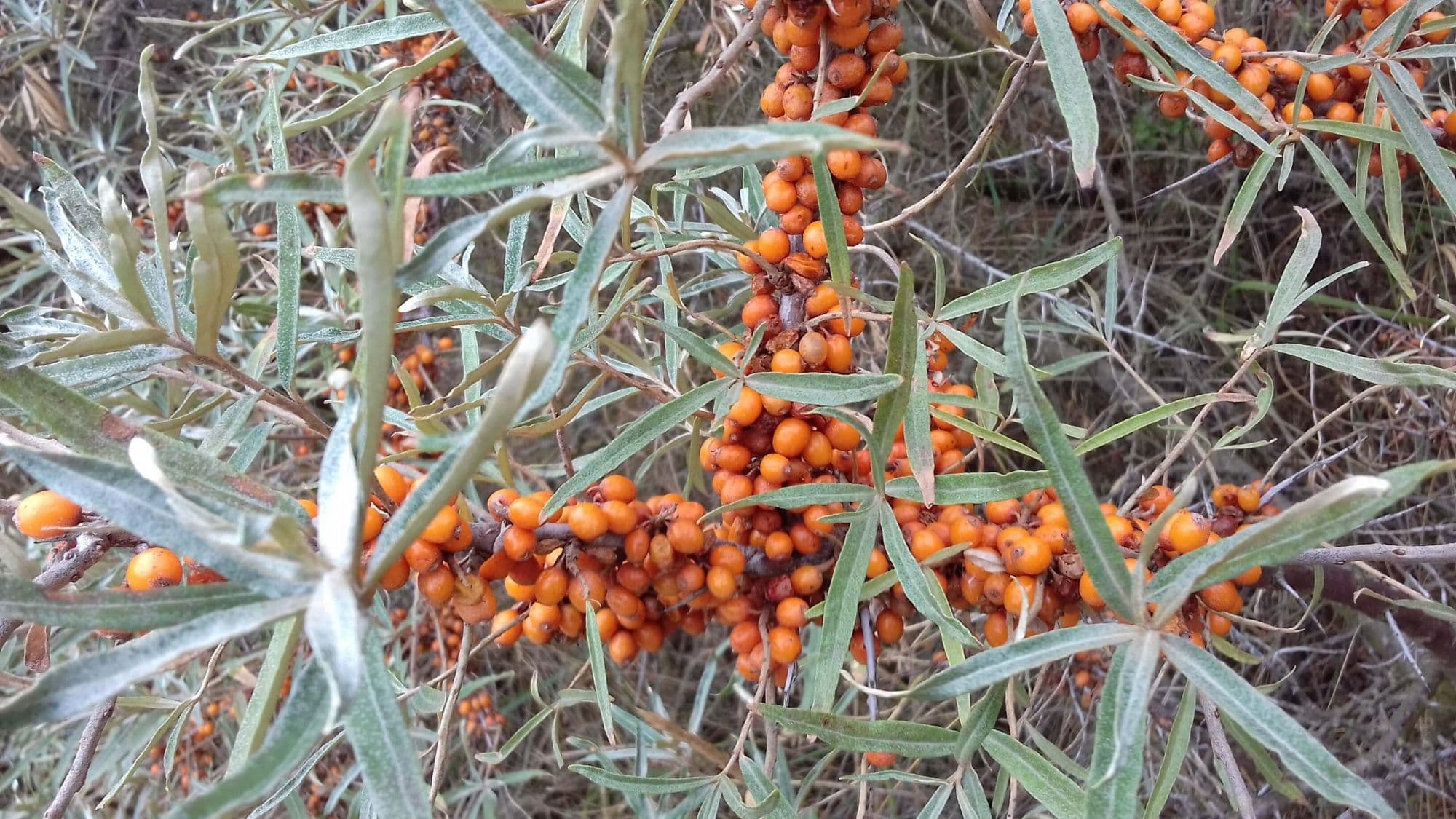 Duindoorn Hippophae Rhamn. 'ORANGE ENERGIE' ® ( 'HABEGO') Ⓢ in 2Lpot op biowijze gekweekt