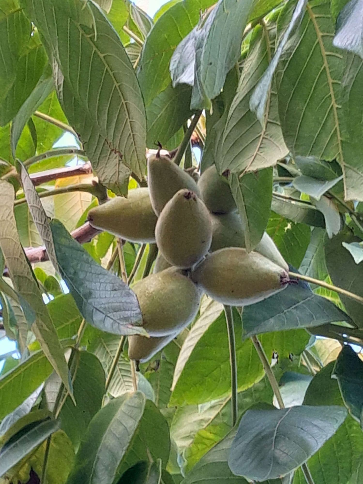 Zeer goede hartnoot, Juglans ailantifolia 'Adelphia' spil in 3Lpot op biowijze