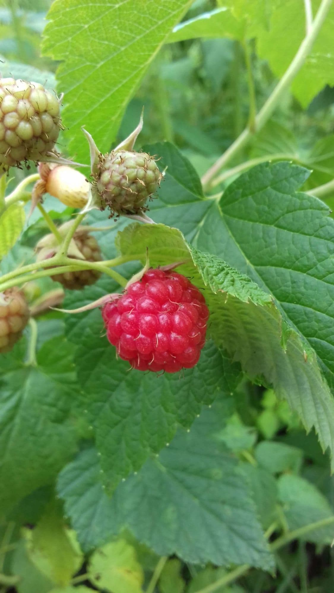 Zomerframboos, Rubus id. Tulameen in 2Lpot op biowijze gekweekt