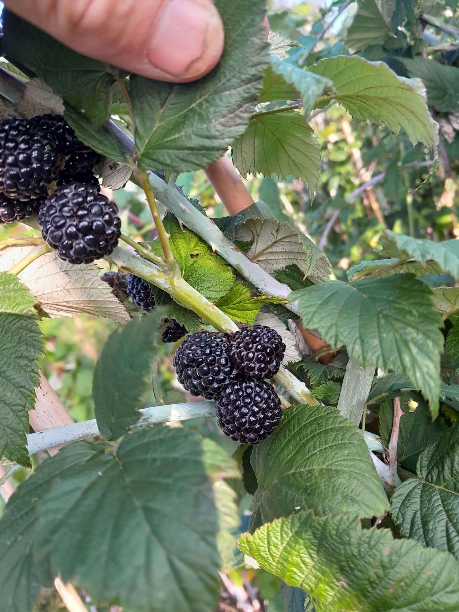 Zwarte Framboos Rubus occidentalis 'Black Hawk' kale wortel