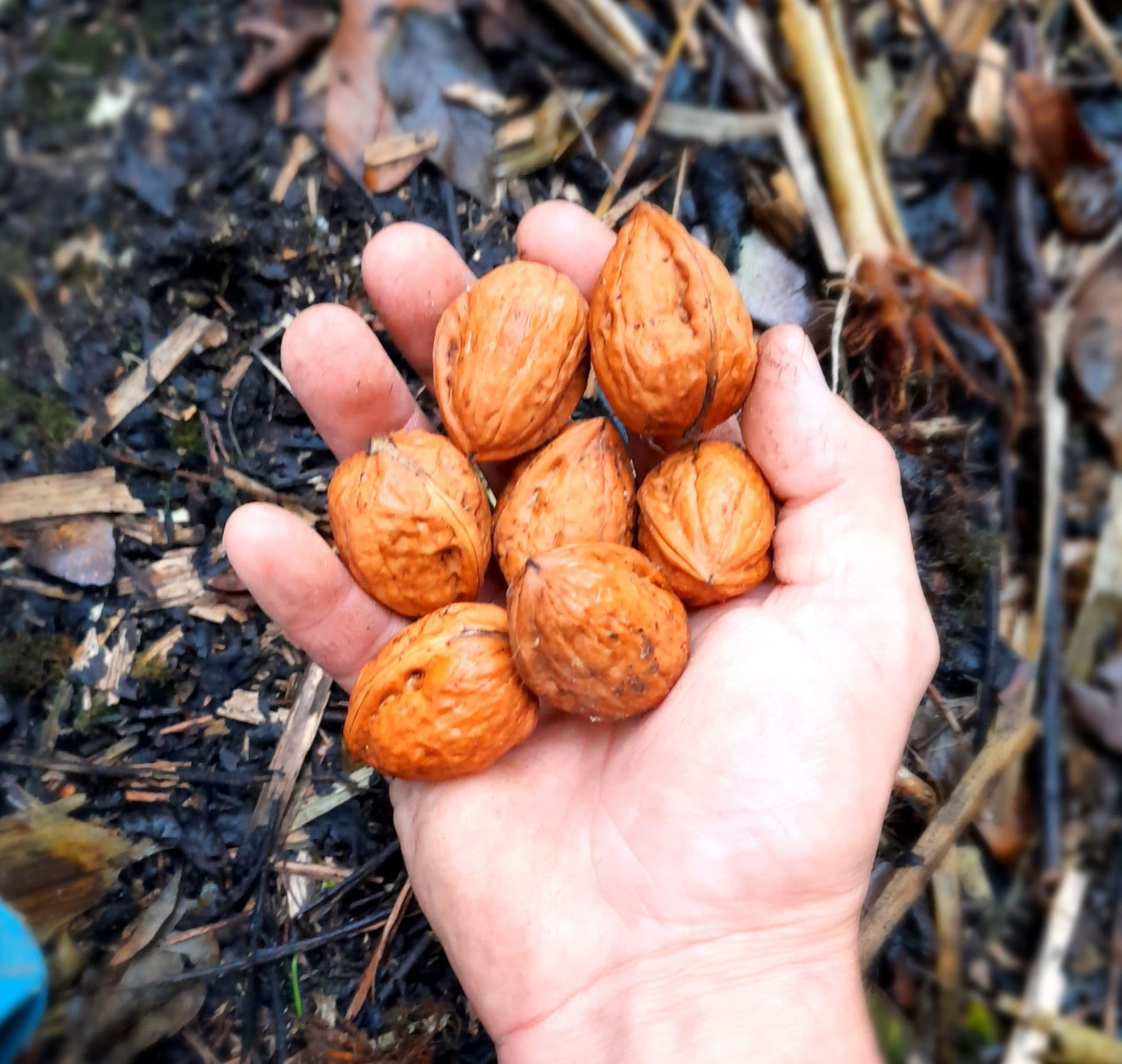 Zeer goede Walnoot, Juglans regia Dinodym