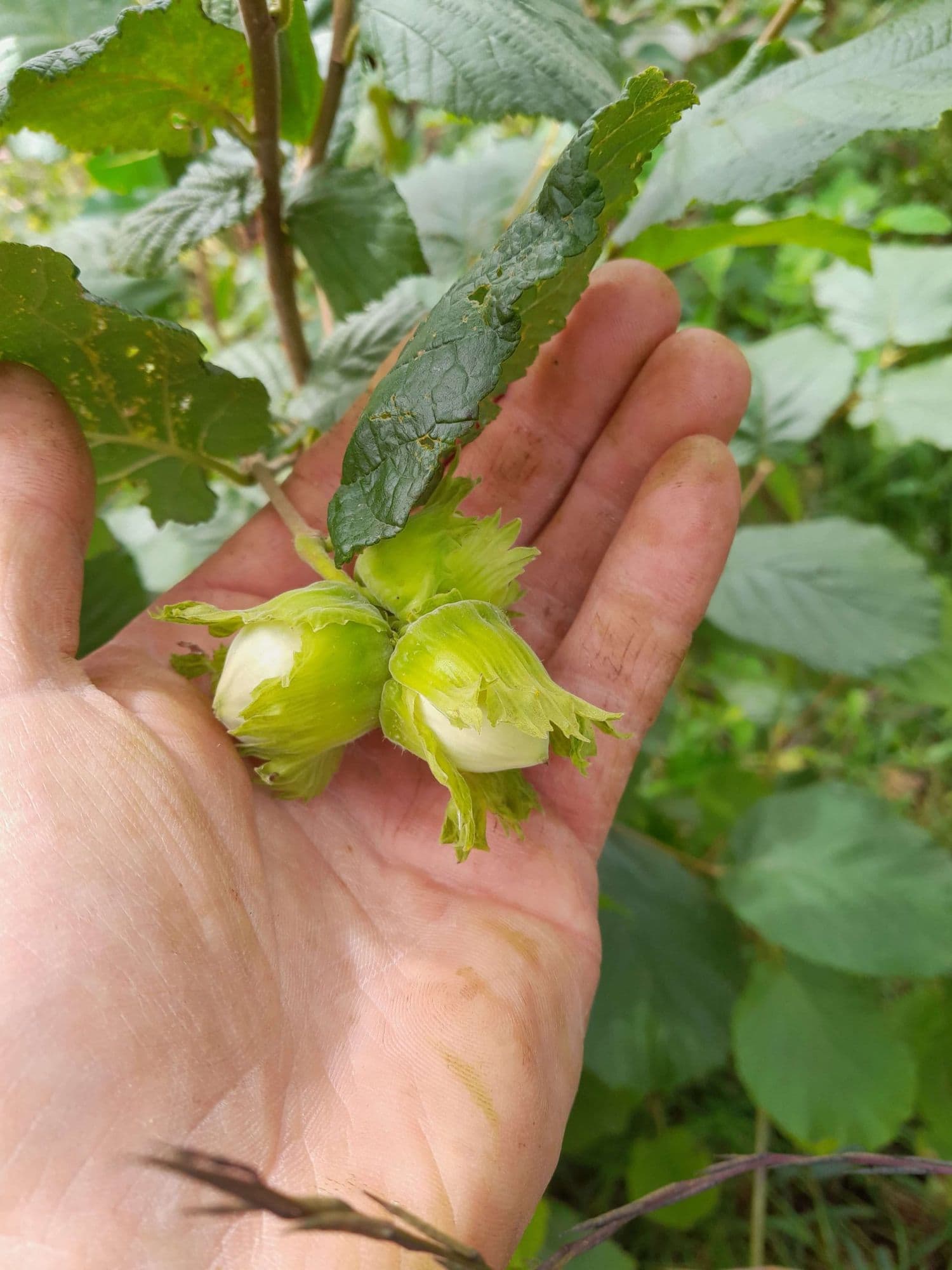 Grootvruchtige hazelaar, Corylus av. 'Emoa1' + 'Emoa3 ' ( bestuivingspakket), 2planten geënt op colurna in 1Lpot