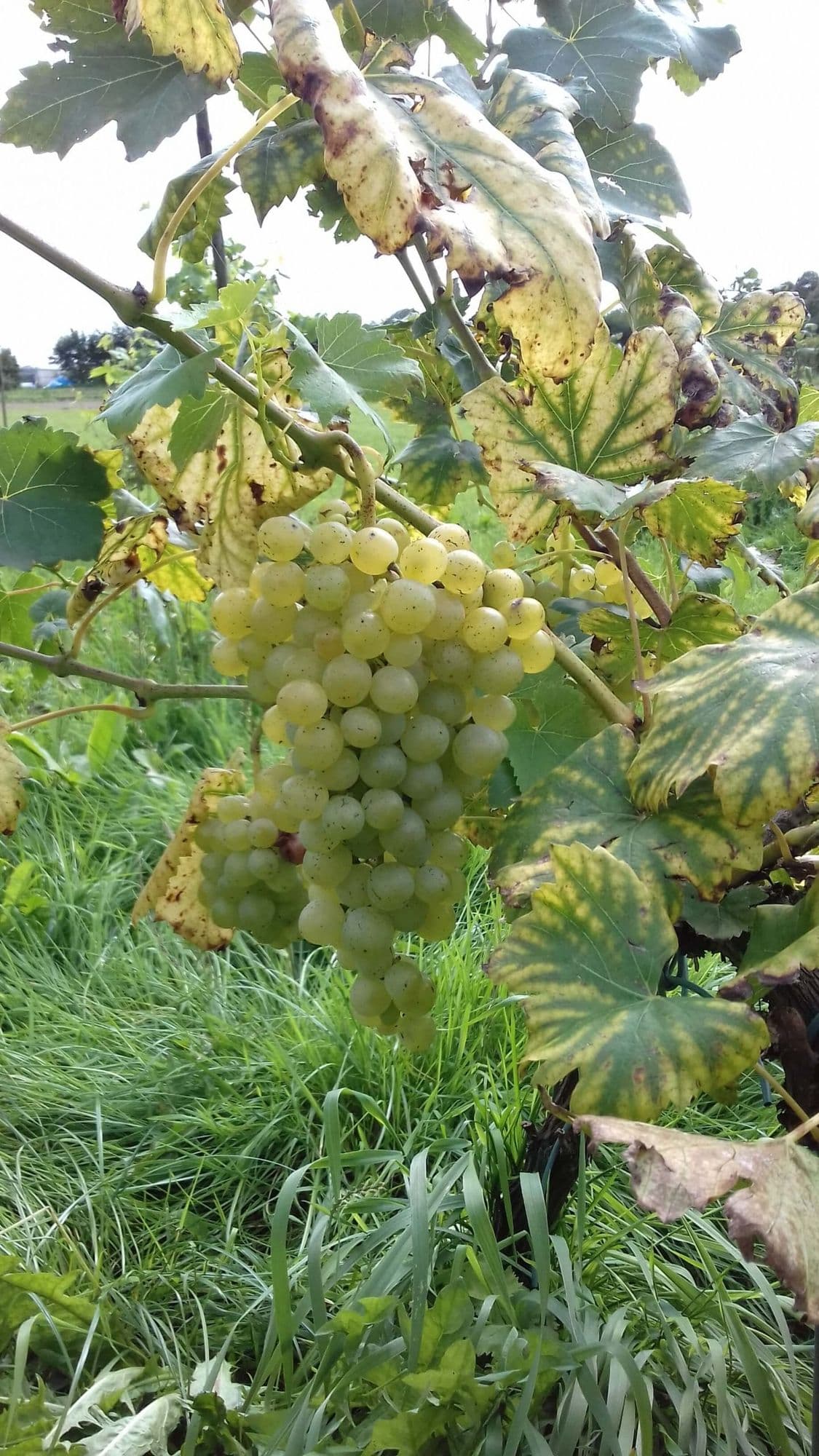 Druif Vitis 'Solaris' 1Lpot 60/80cm