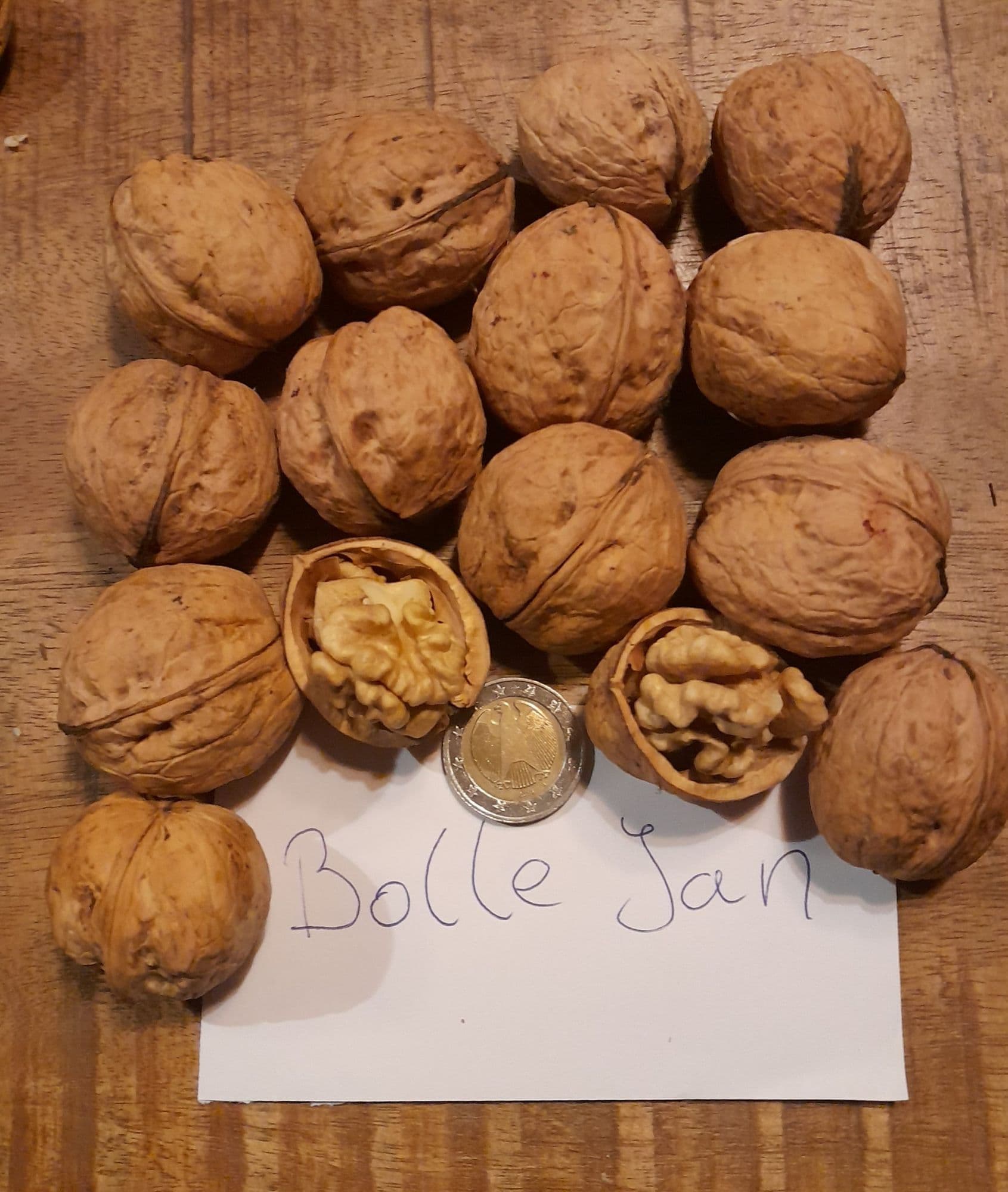Walnoot, Juglans r. 'Bolle Jan' ( groot, lekker, vorstresistent en productief, FAVORIET!!)Jonge spil in 3Lpot op biowijze