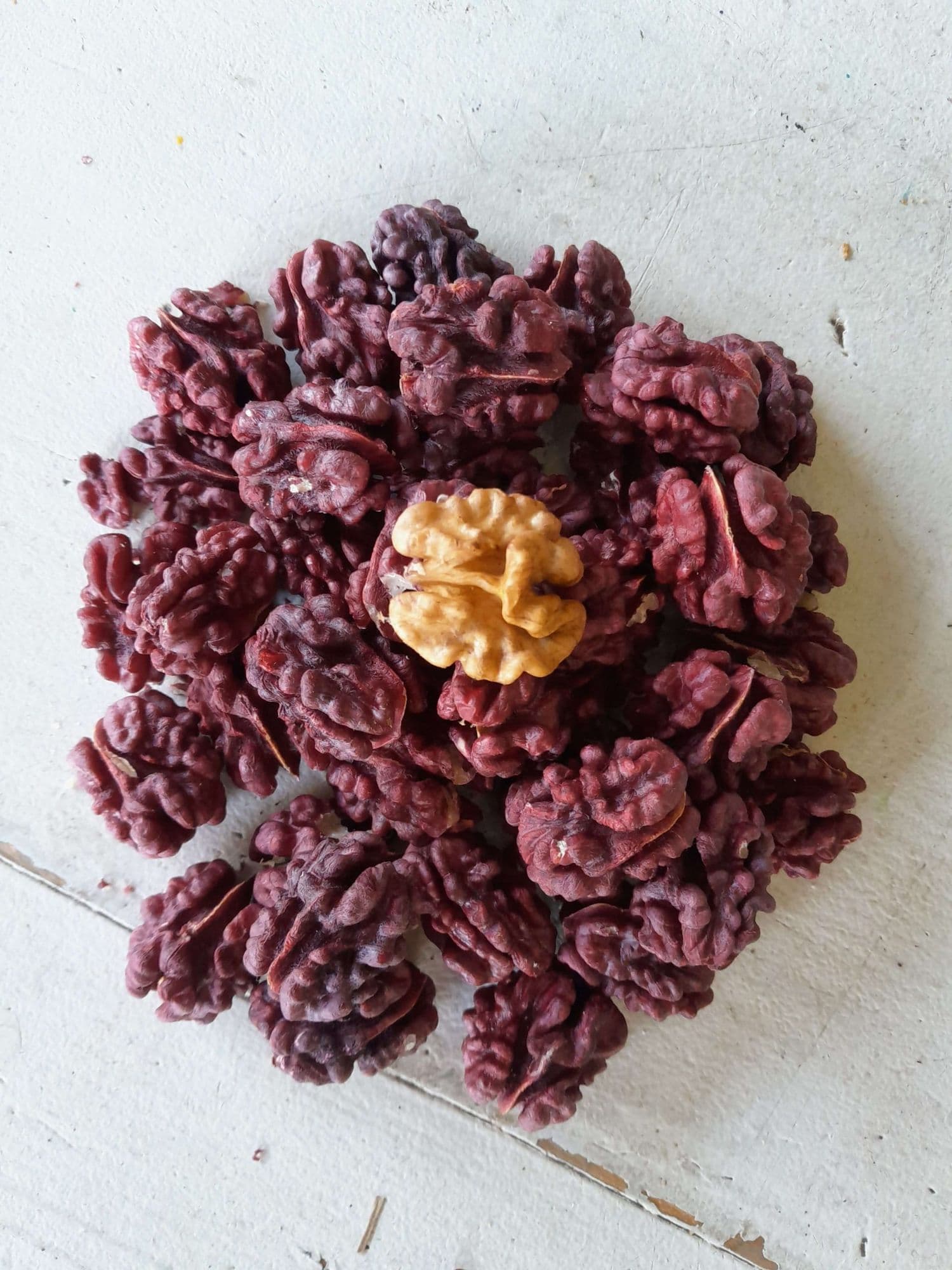 Roodkernige walnoot, Juglans regia 'Rote Subler II' Jonge spil in 3Lpot