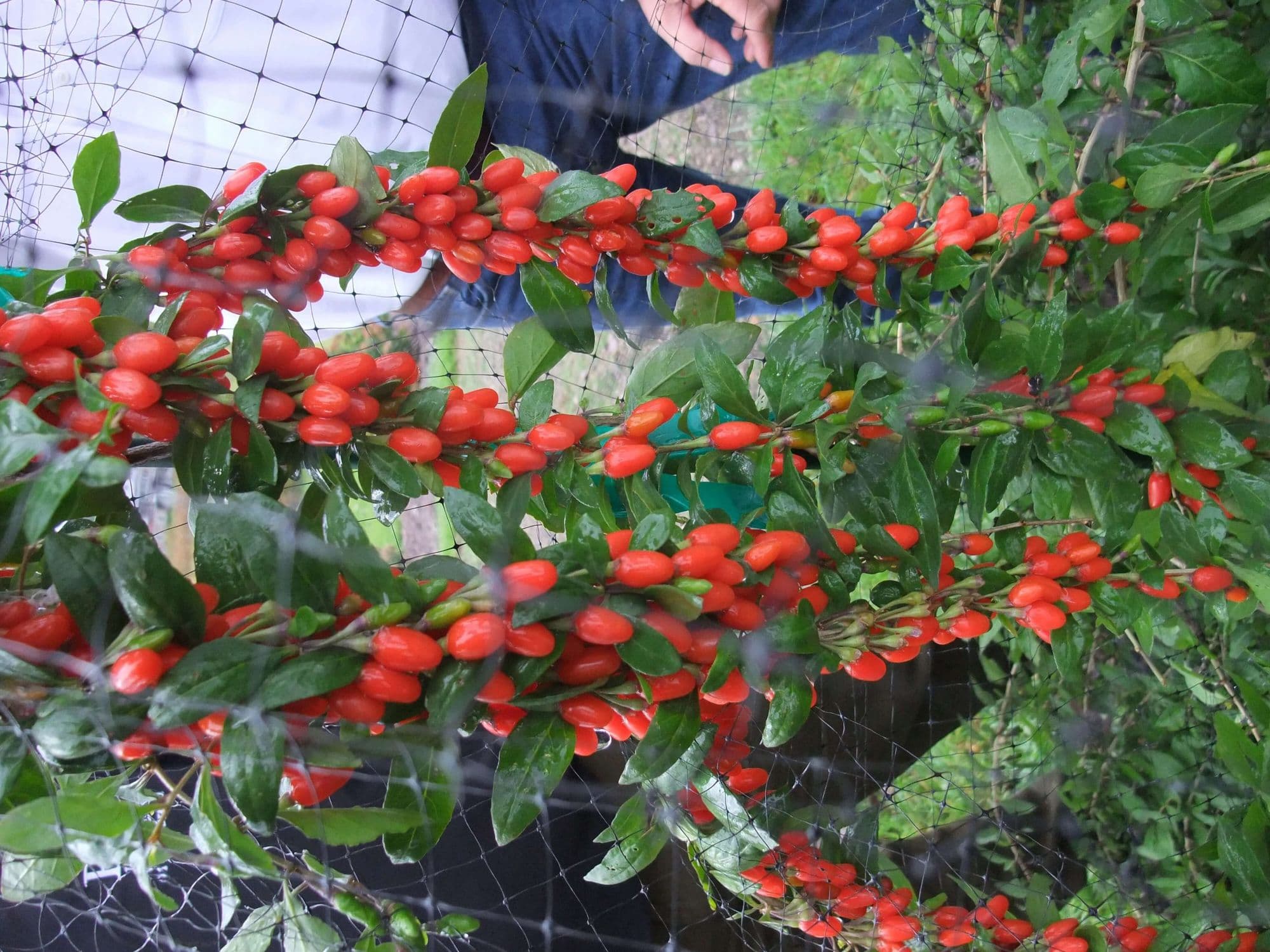 Gojibes, lycium 'NO1 Lifeberry '® planten in p9pot