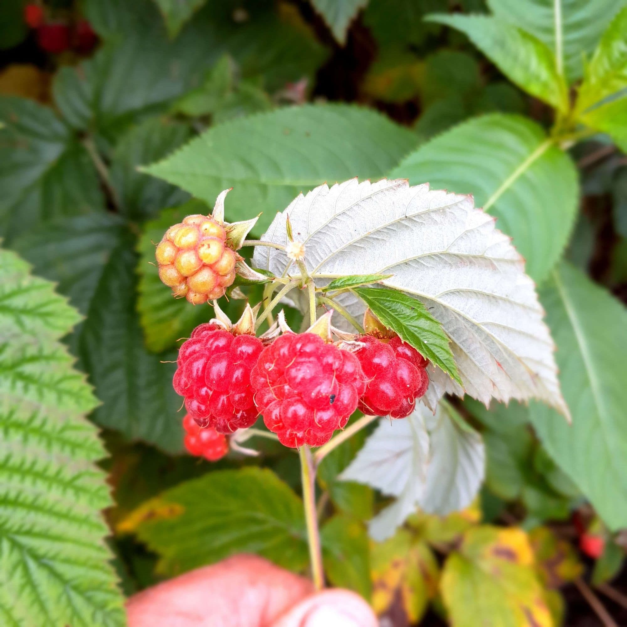 1 Resistente zomerframboos, Rubus 'Glenn Caron'