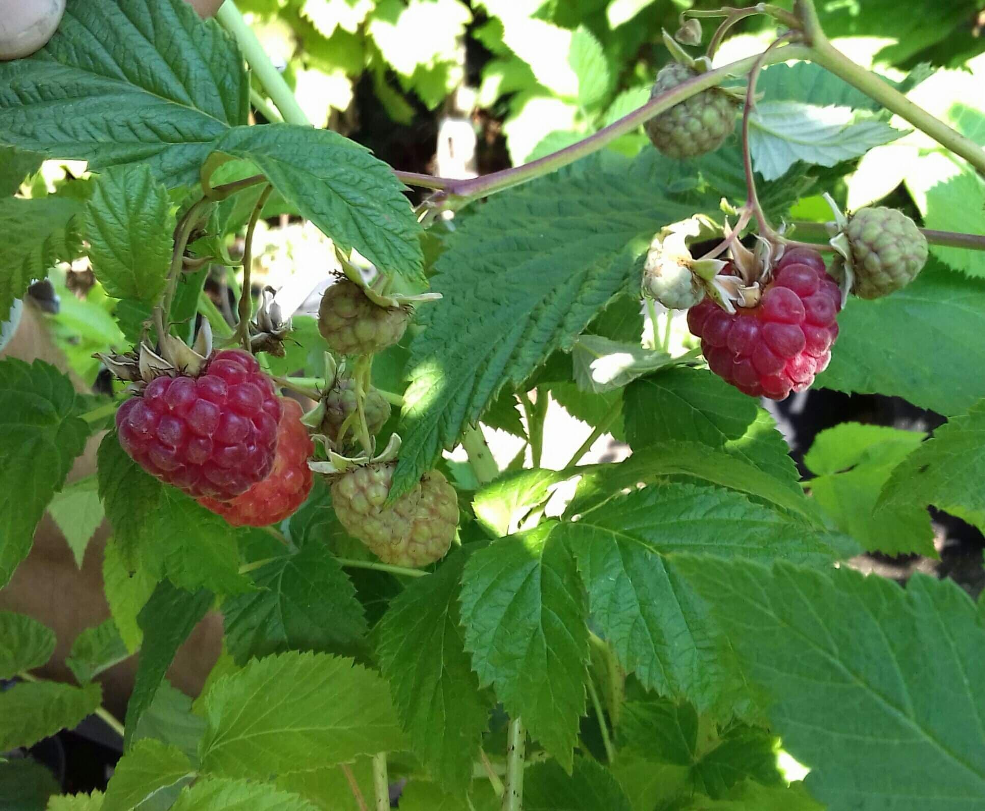 Doornloze framboos, Rubus 'Glenn Ample'
