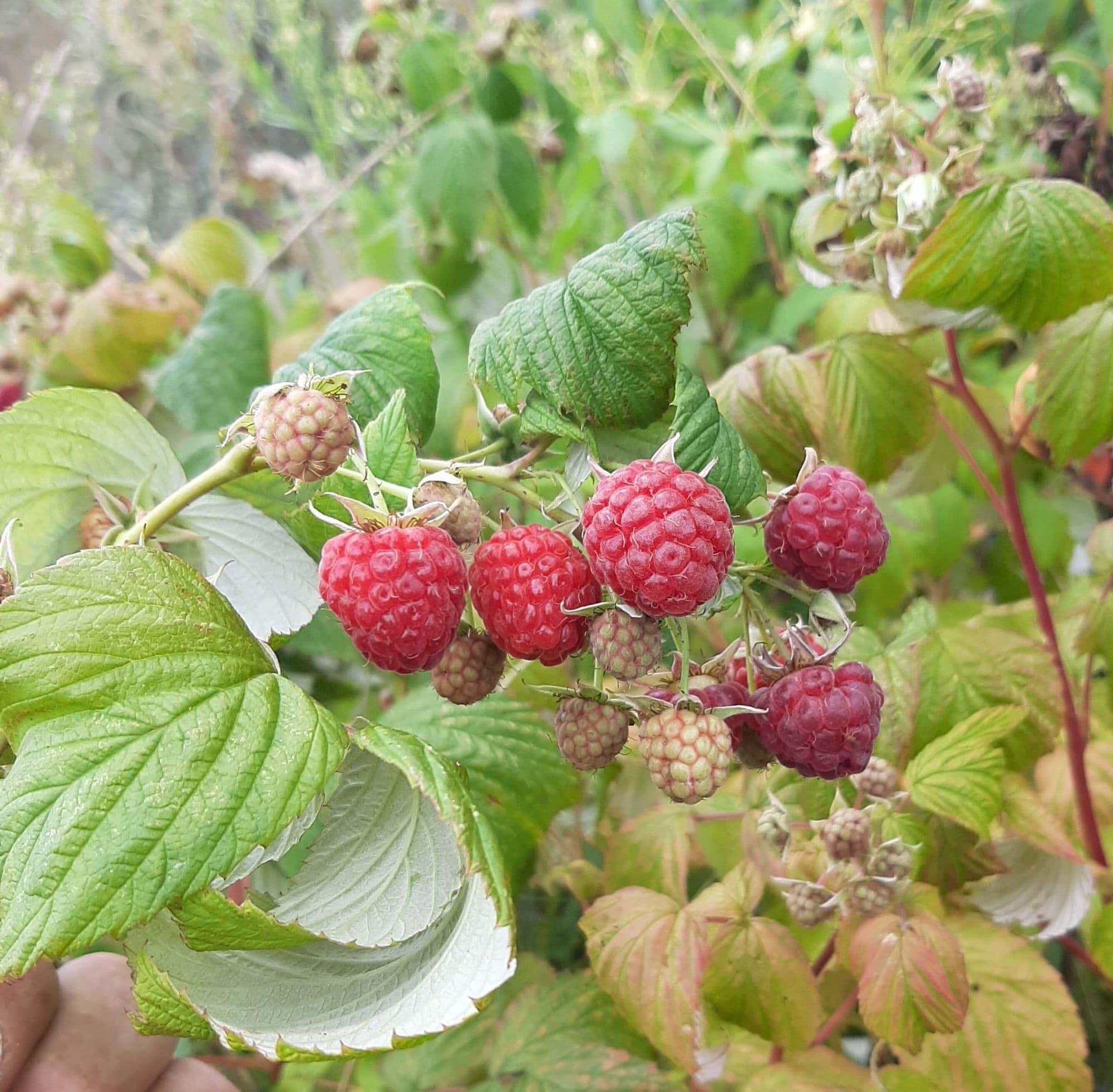1 Herfstrframboos, Rubus id. 'Zefa 3'