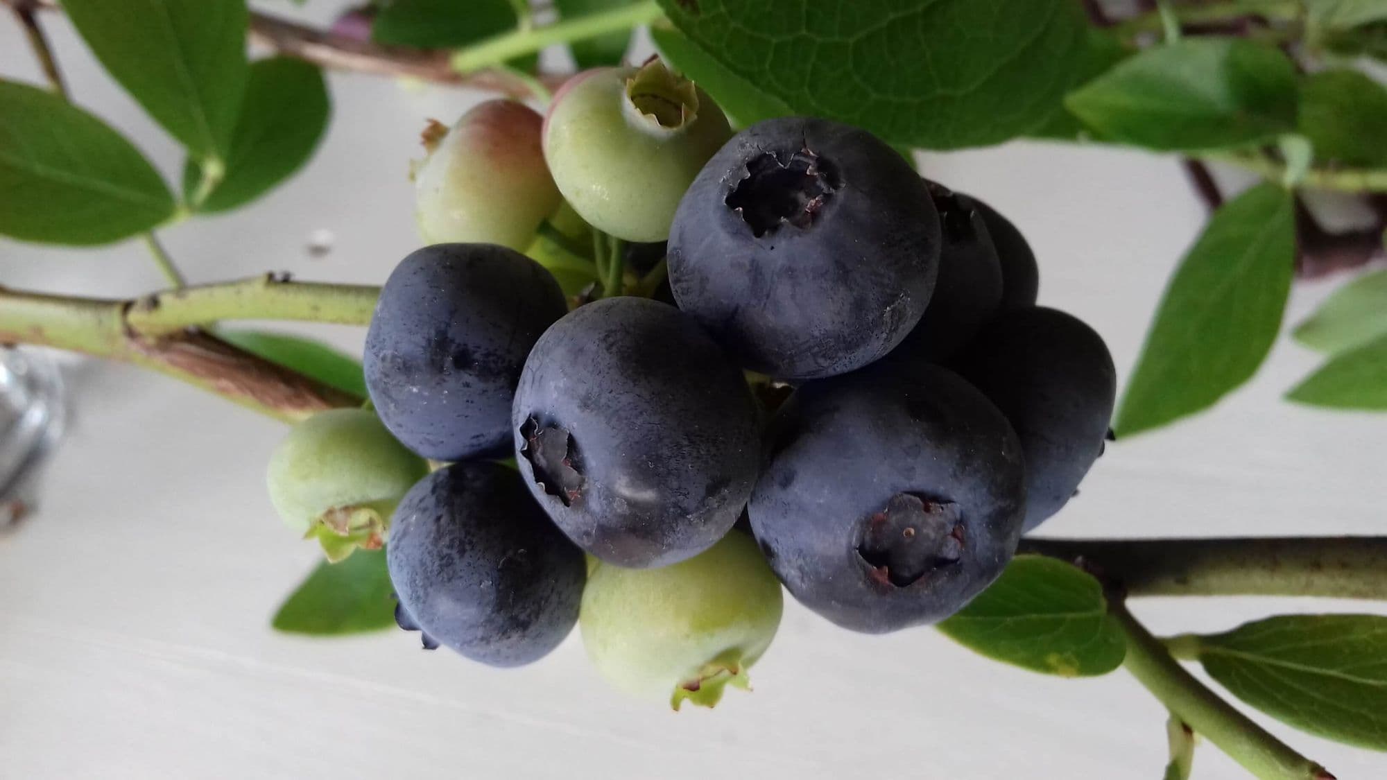 Blauwe bes, Vaccinium 'Patriot' plant in p9pot