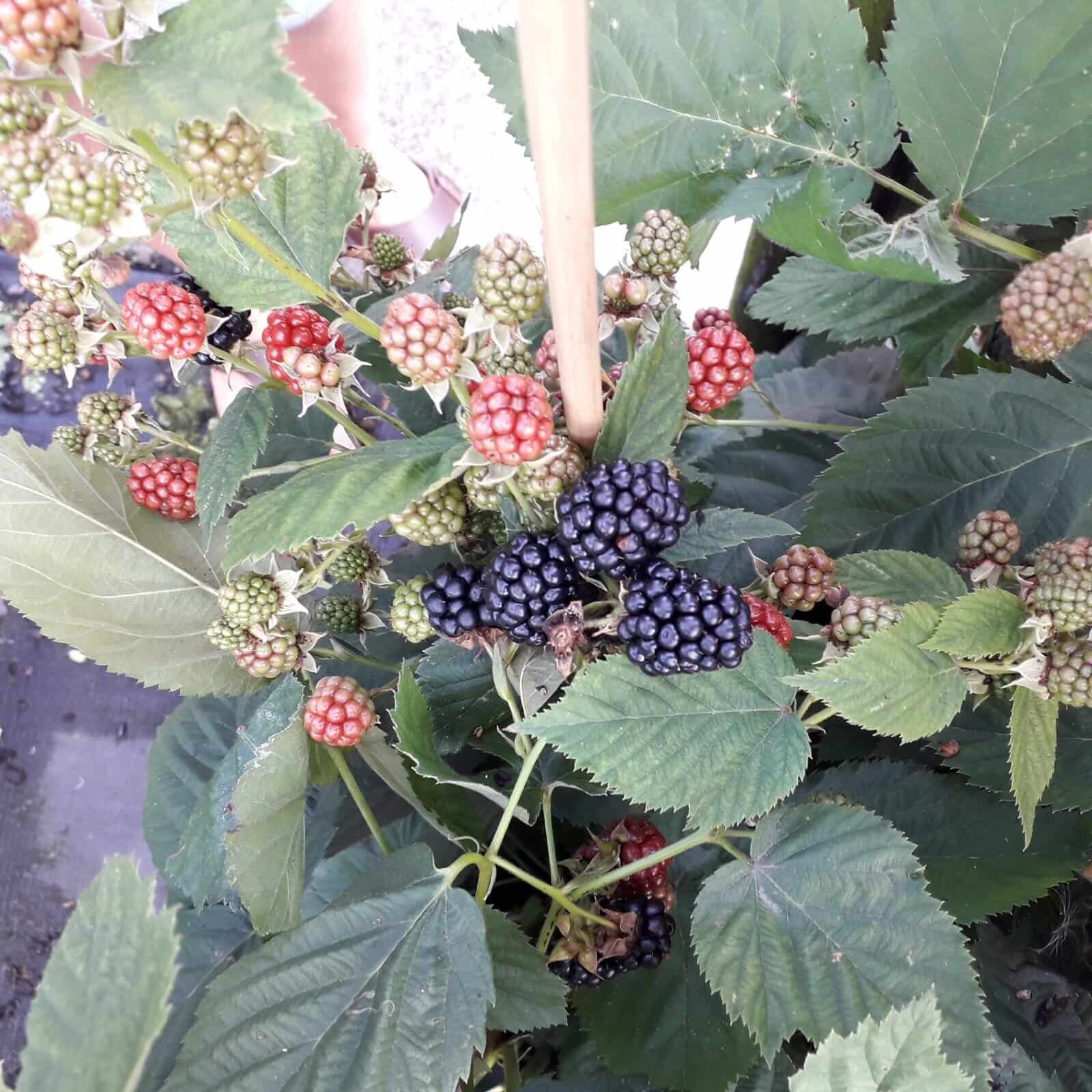 1 Doornloze zoete braam, Rubus 'Nahavo'