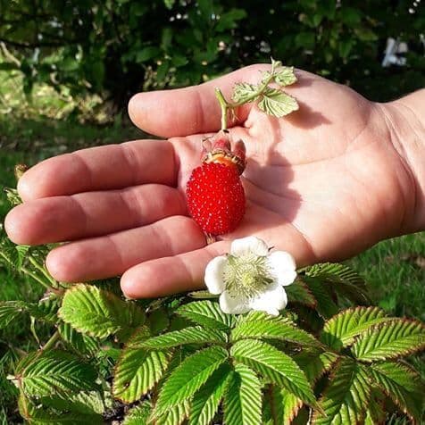 Aardbeiframboos, Rubus illecebrosus in 1Lpot op biowijze gekweekt