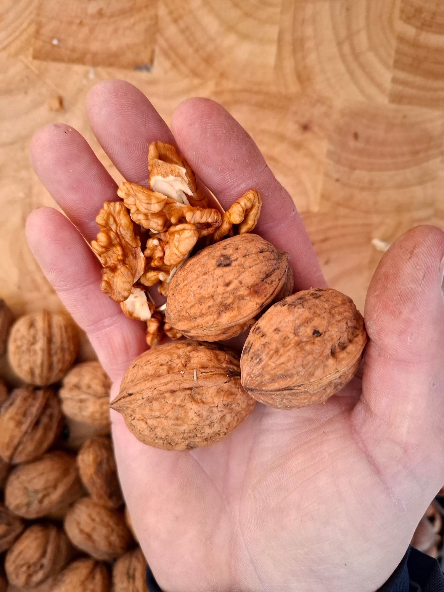 Walnoot, Juglans regia 'Ulicoten' (Loopt extreem laat uit extreem waardevol!!)