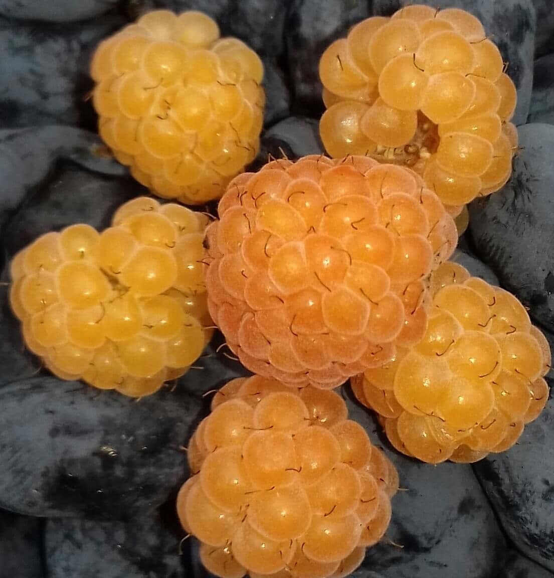 Gele herfstframboos, Rubus idaeus Fallgold planten in 2Lpot