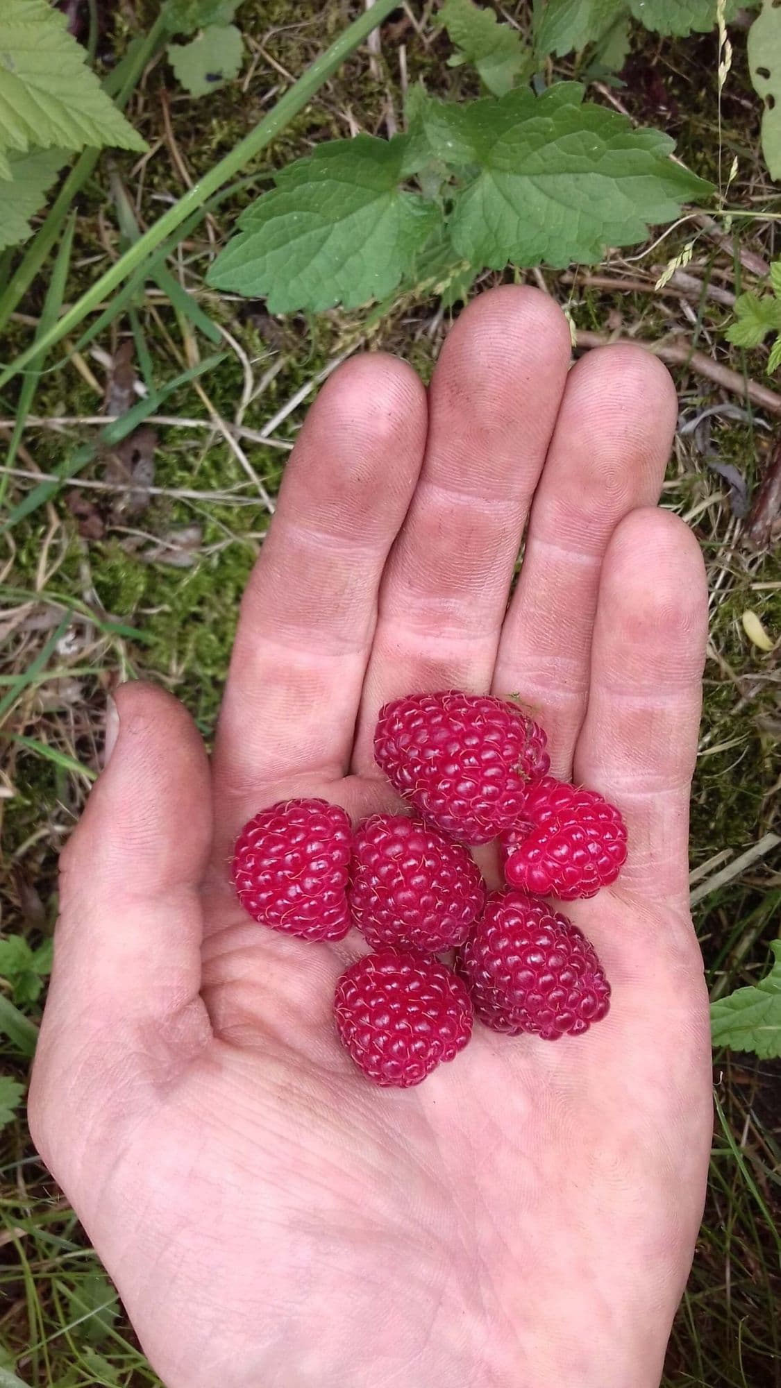 Zomer/herfst framboos, Rubus idaeus 'Heritage'