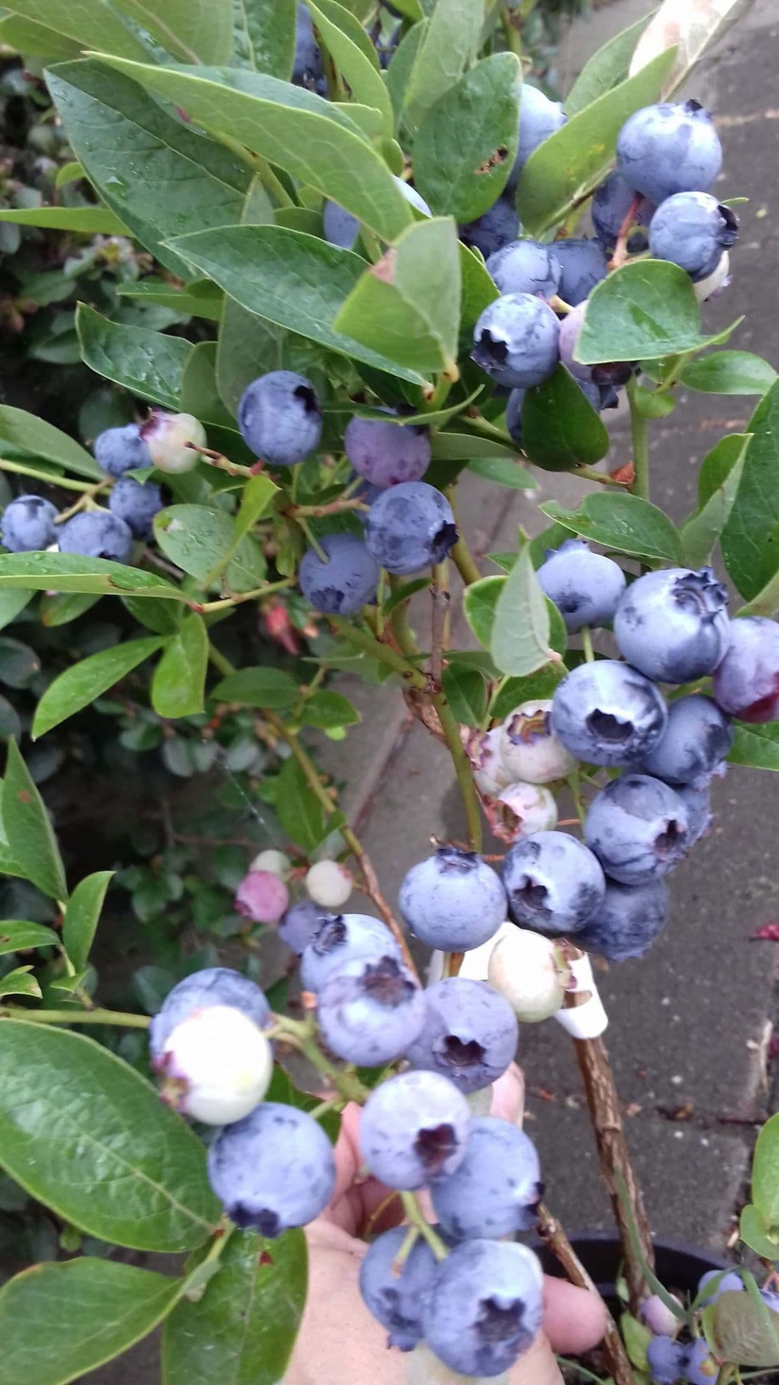 Blauwe bes, Vaccinium 'Blue Jay' in p9pot