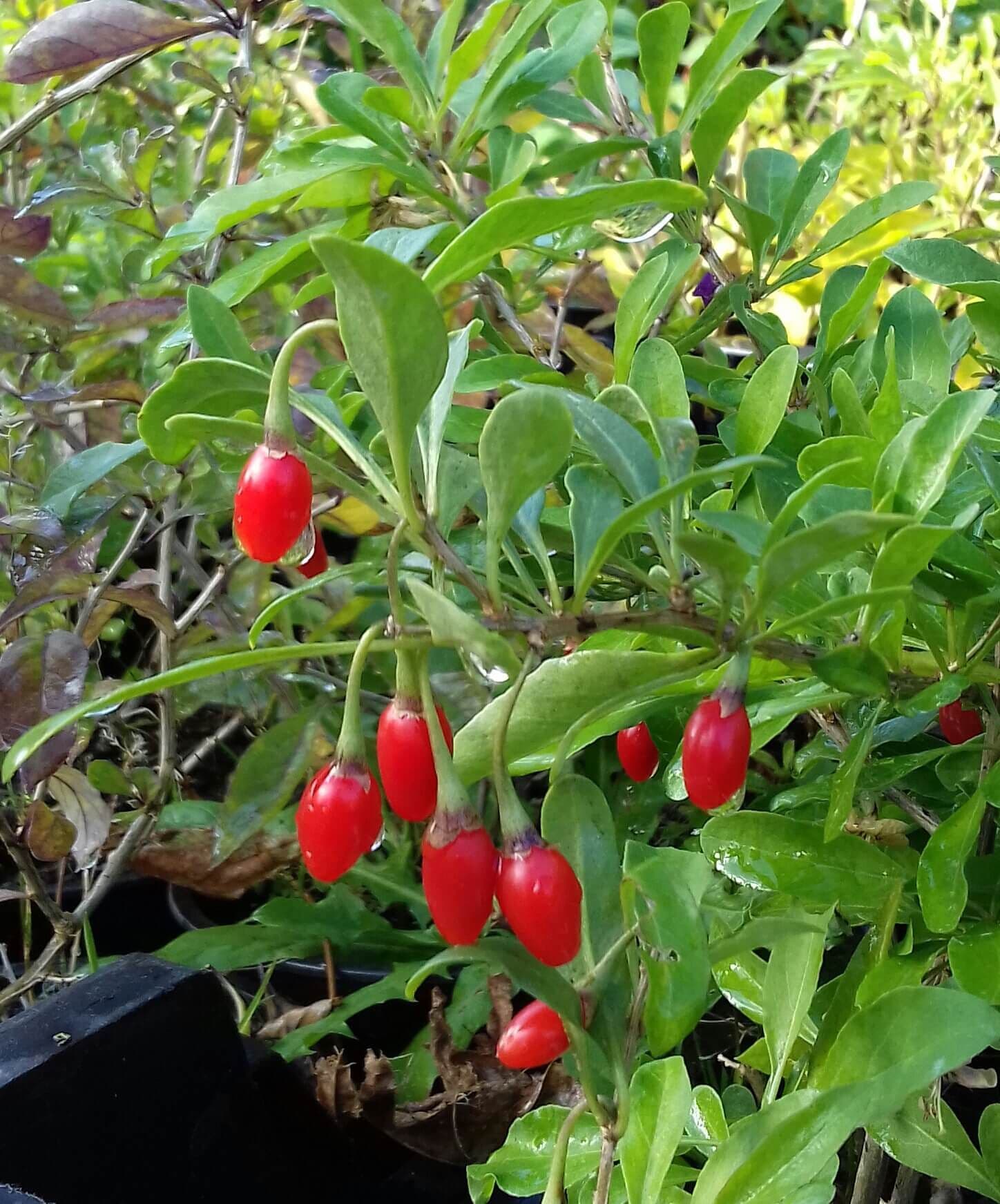 Goji-bes Lycum Barbarum ´BIG LIFEBERRY´® 1,8Lpot biowijze gekweekt