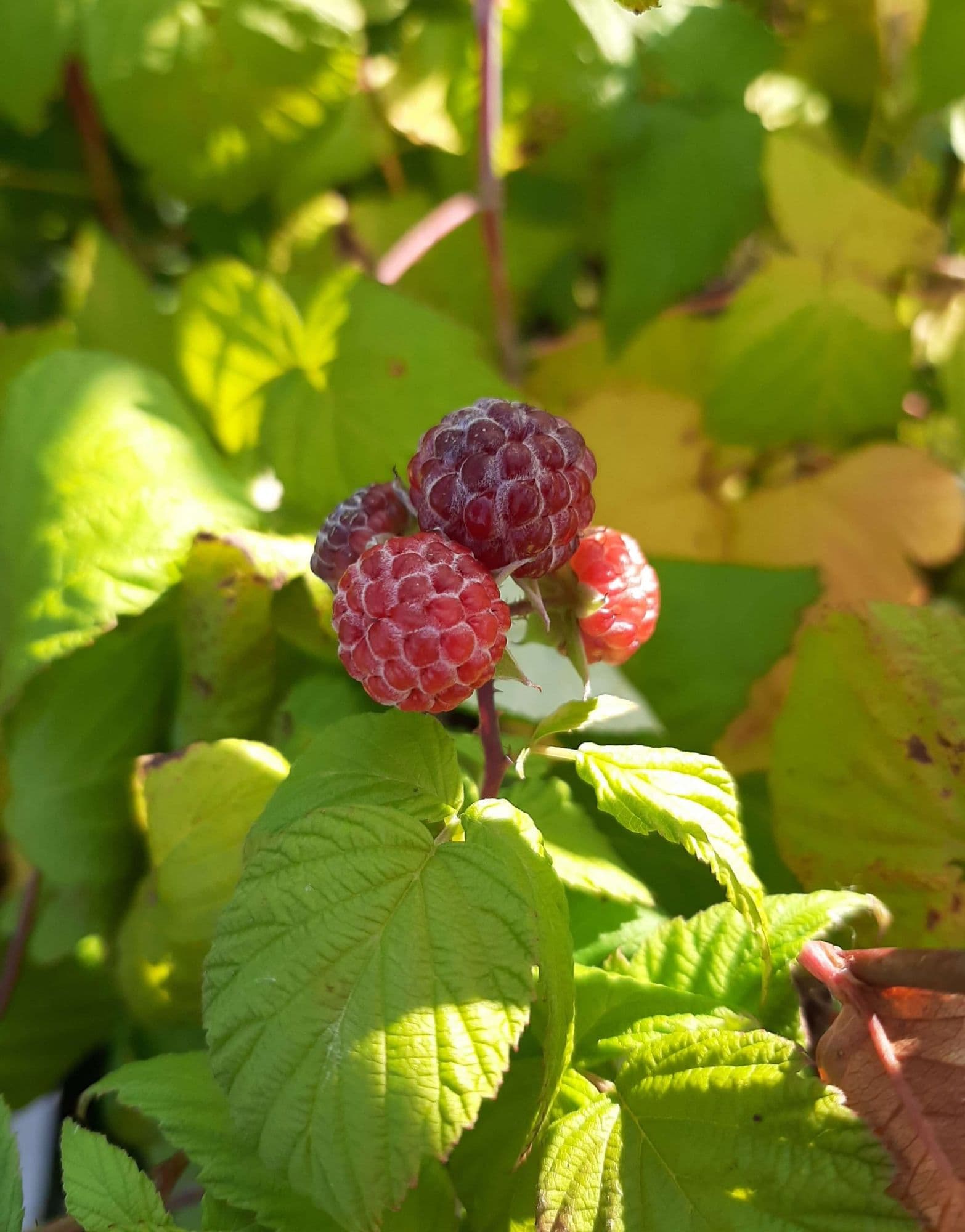 Paarse framboos, Rubus 'Glenn Coe'