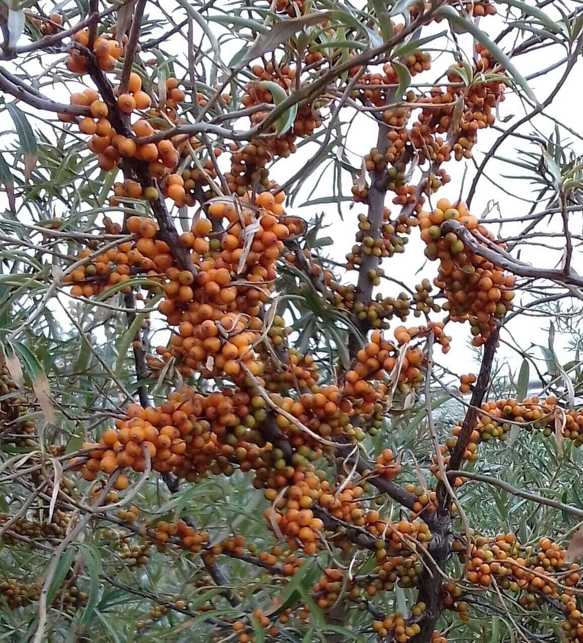 Duindoorn Hippophae rhamn. 'Leikora' ®