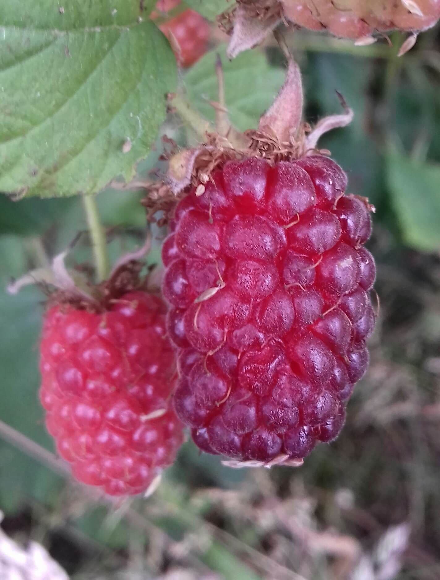 Taybes, Rubus 'Tayberry' in 1,8Lpot biowijze gekweekt