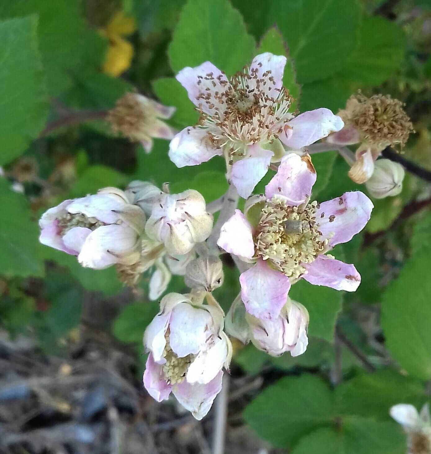 Boysonberry, Rubus loganobaccus × laciniatus × idaeus Rubus in 2Lpot 70/90cm!!