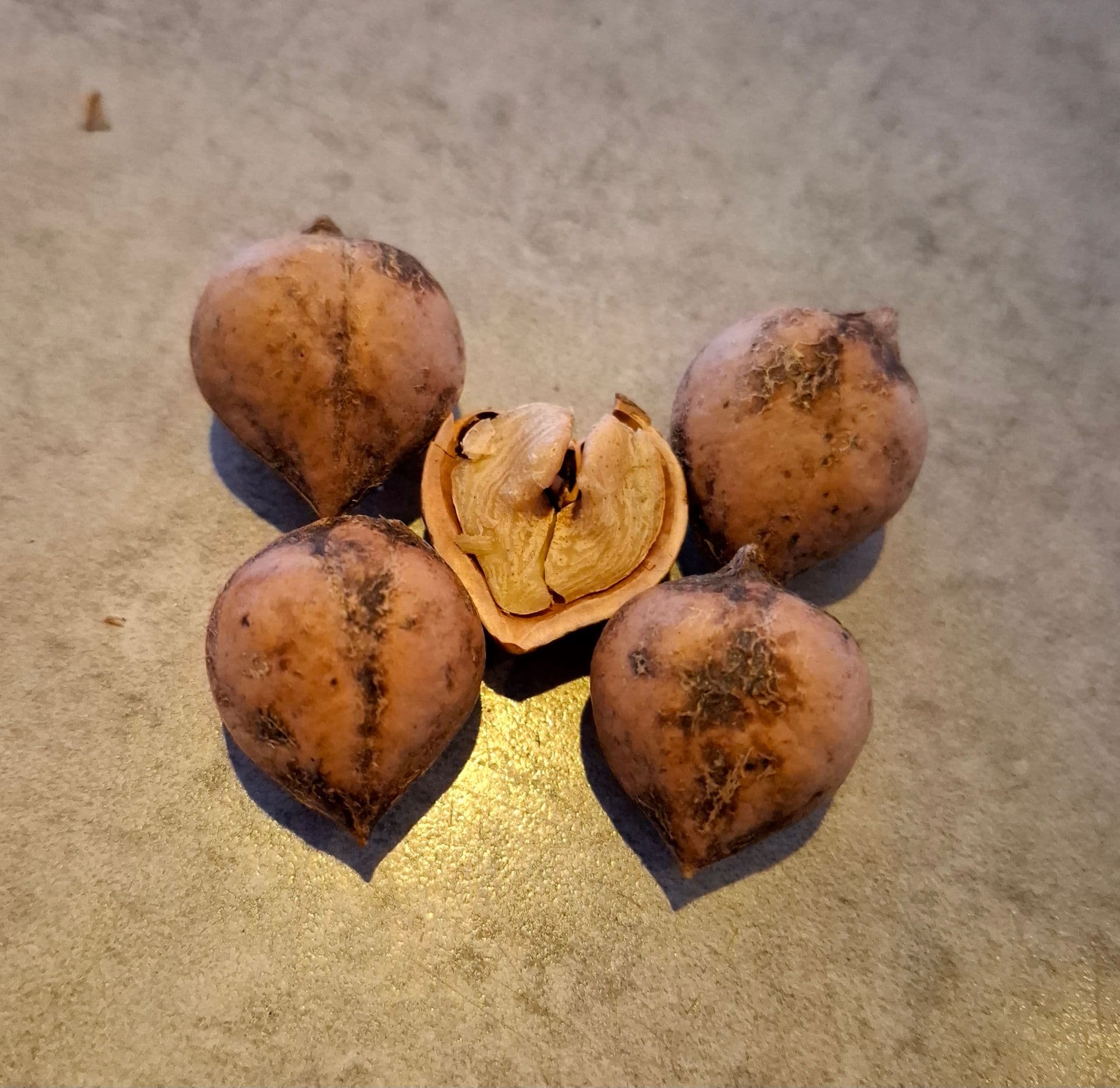Hartnoot, Juglans ailantifolia 'Fodemeijer' Jonge spil in 3Lpot op biowijze