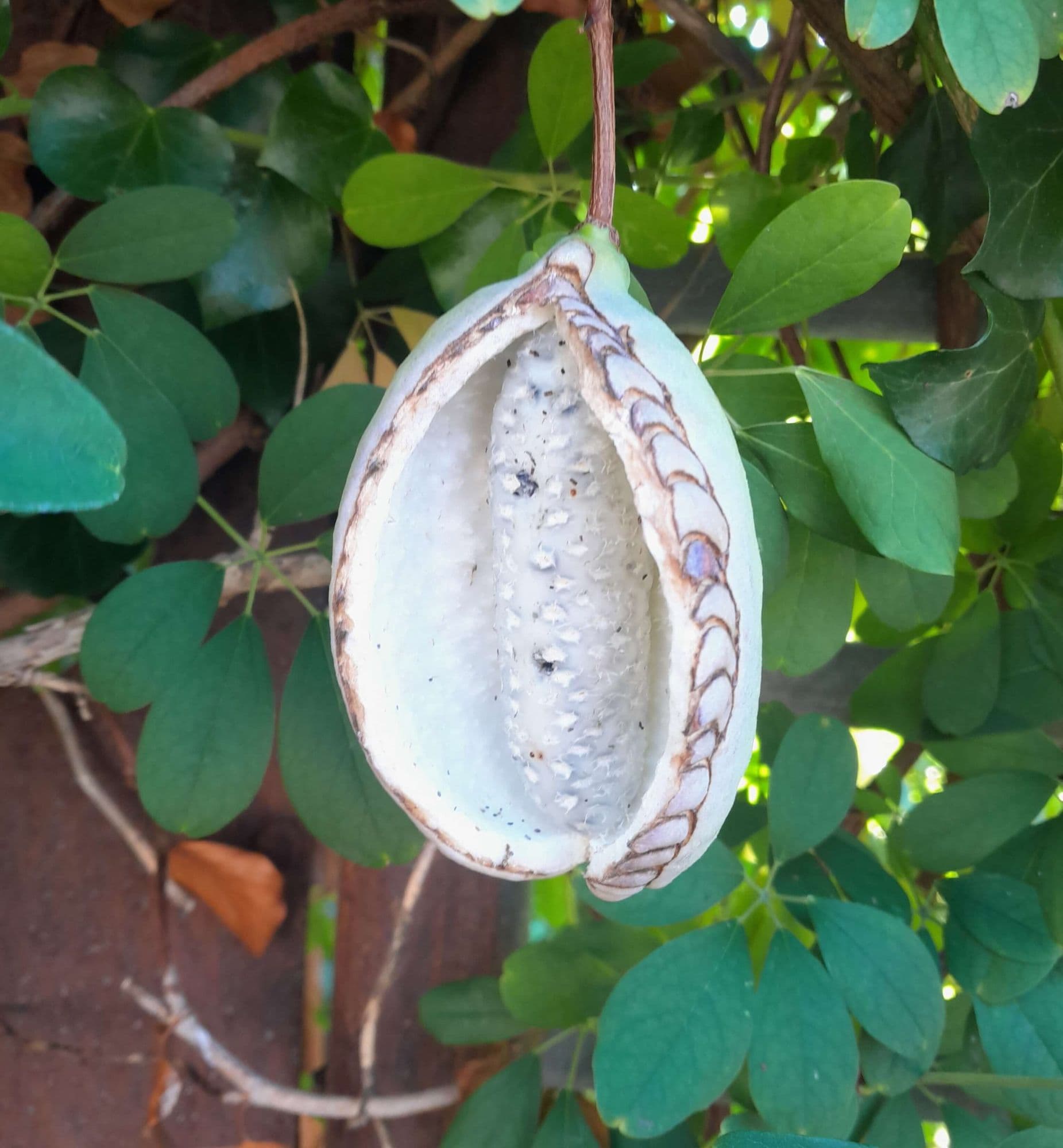 Grootvruchtige Chocoladerank, Akebia Trifolata 'Big Fruit' in 2Lpot 100cm+
