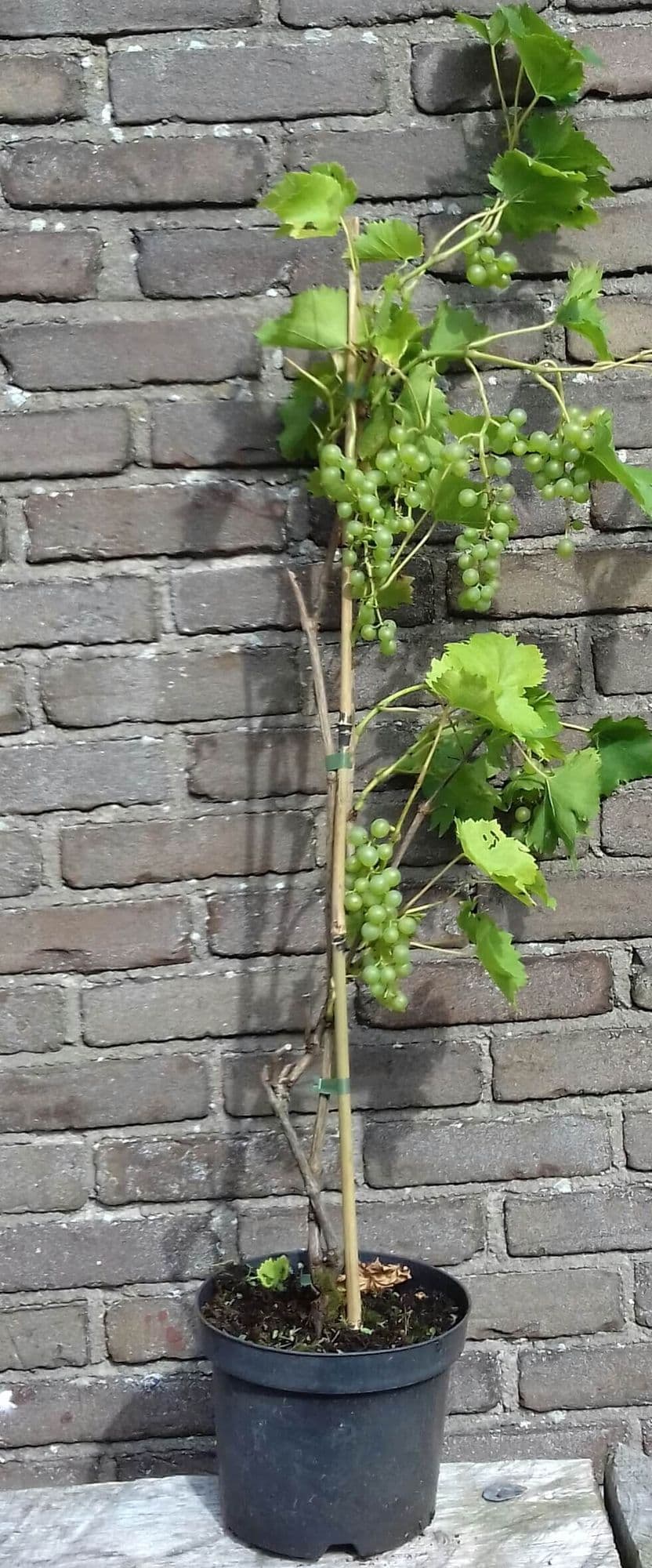 Witte Druif, Vitis Bianca in 1Lpot 60/80cm