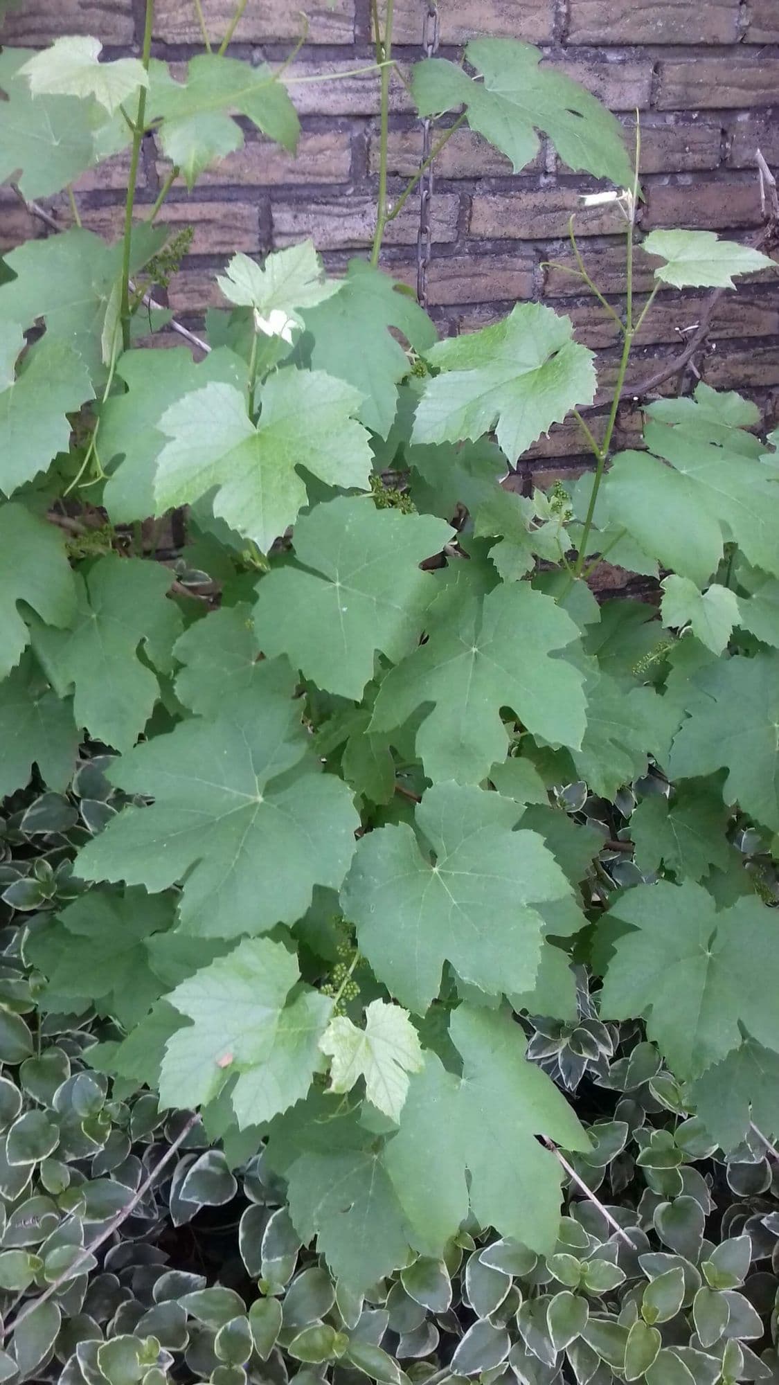 Pitloze druif, Vitis'Canadice' 1Lpot 60/80cm