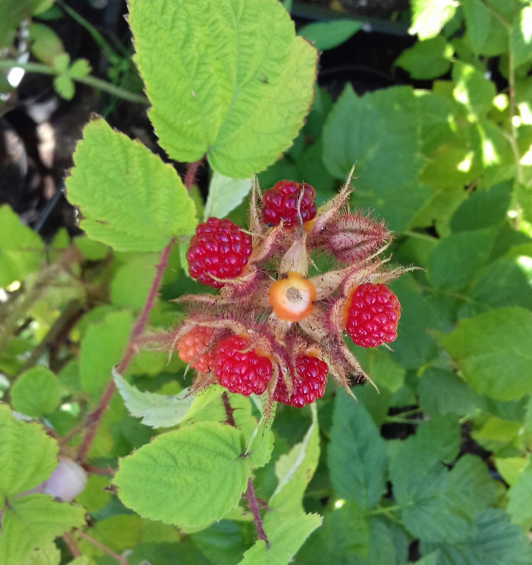 Japanse wijnbes, Rubus phoenicolasius in 2Lpot op biowijze gekweekt