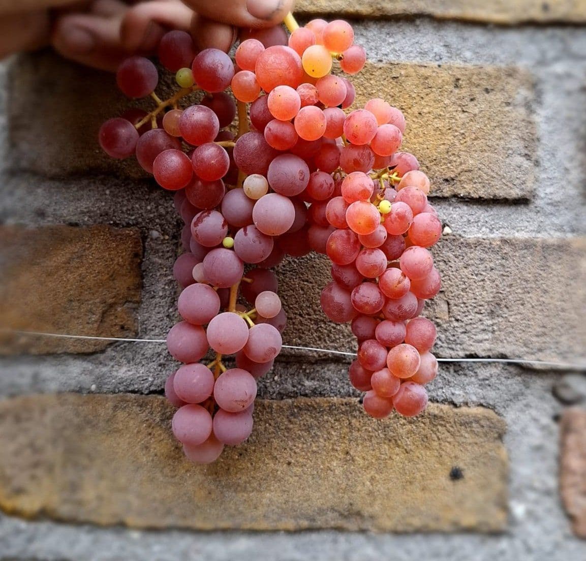 Rode druif, Vitis vin. 'Suffolk Red' 1Lpot 60/80cm