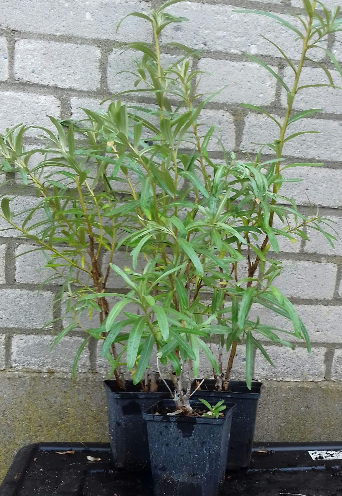 Duindoorn pollmix 2, 3 of 5, Mannelijke bestuiver