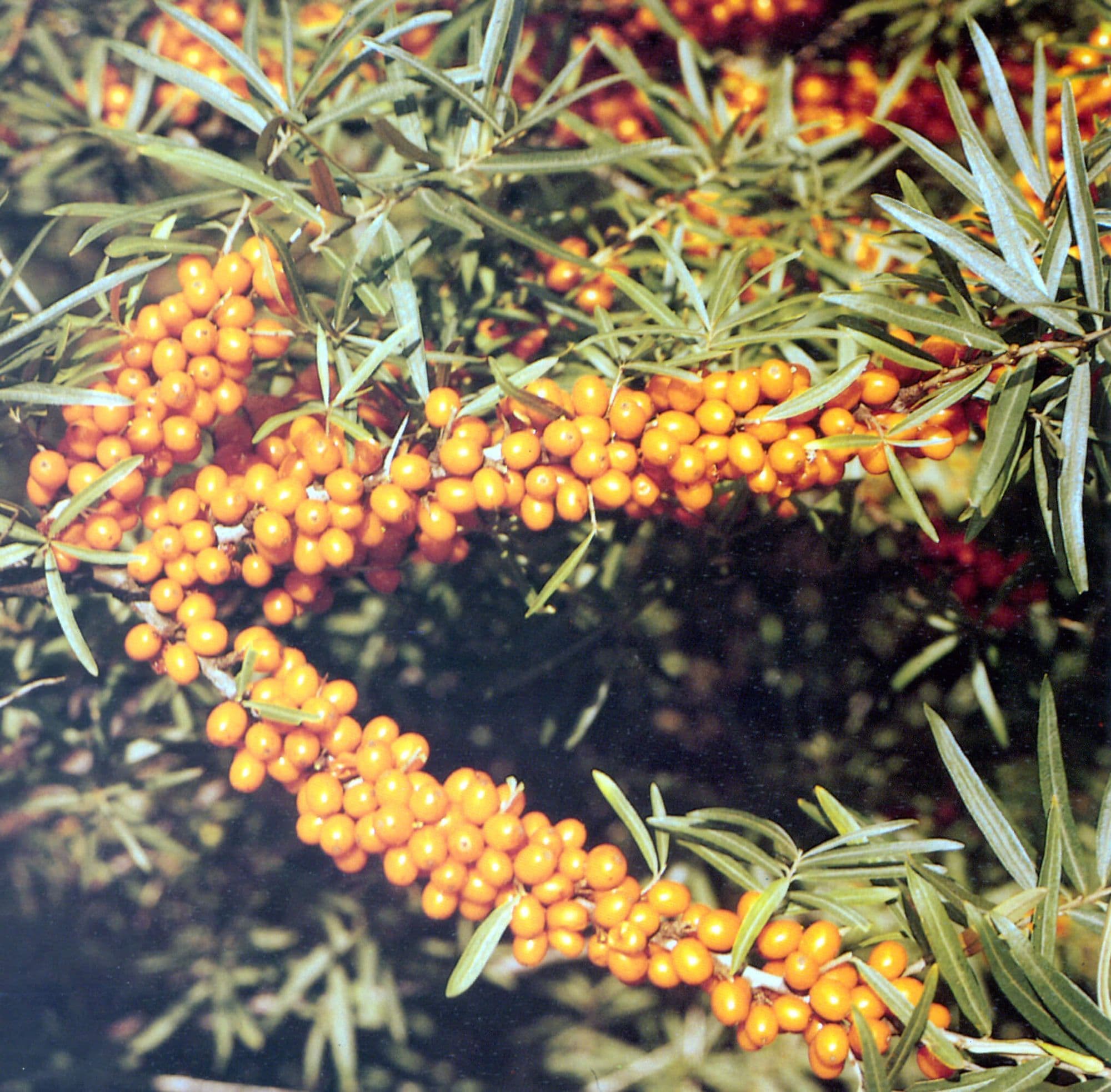 Duindoorn Hippophae rham. 'FRUGANA' ®